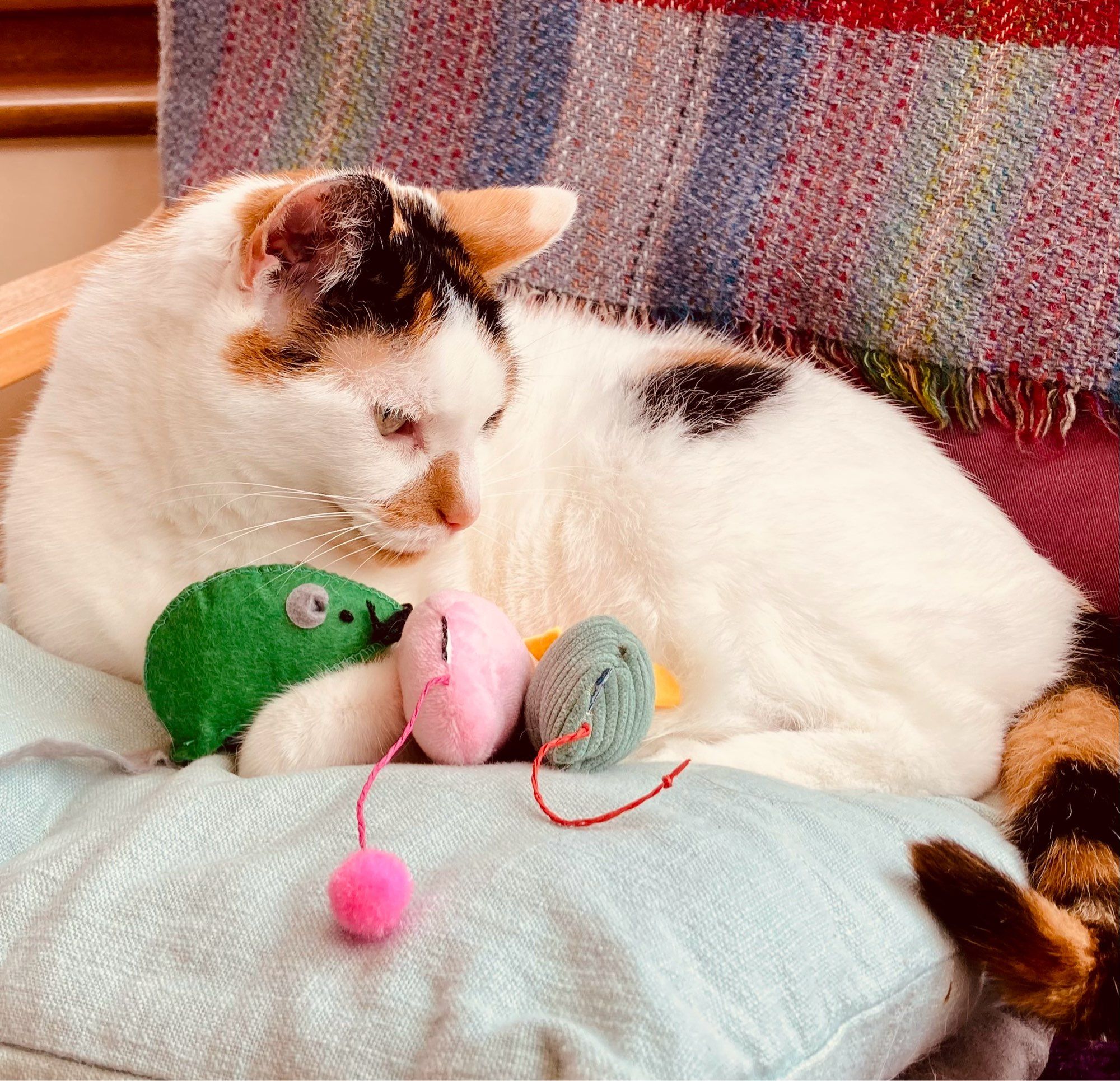 Lola, a beautiful calico cat, sits on a pale green cushion on a chair. Next to her are three toy mice, one of which has a pink pompom for a tail. They’re arranged as if they’re her kittens, a staginess she seems to be accepting for the moment as it’s sunny and she has been allowed in the conservatory.