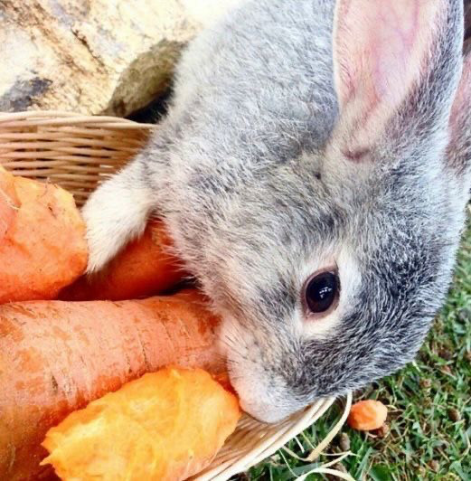 A gray bunny nibbles on a large carrot in a wicker basket, with more carrots nearby.