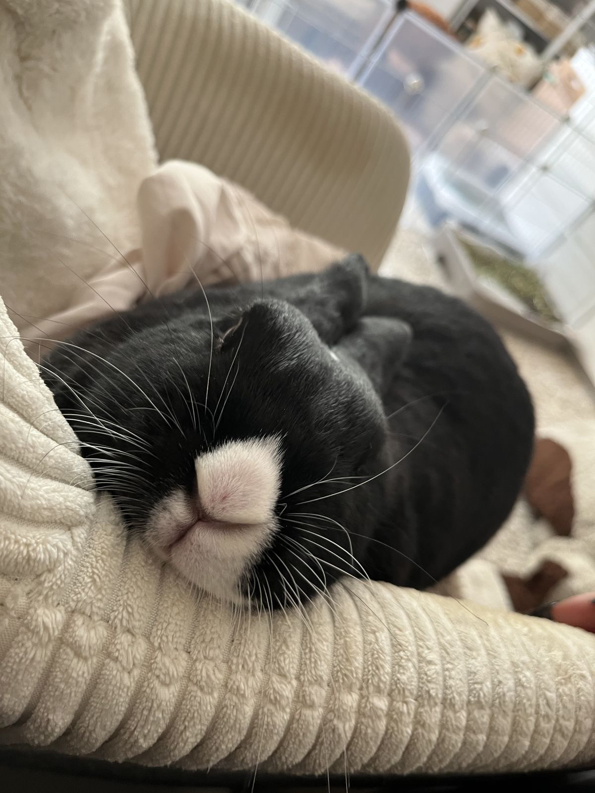A black and white bunny rests its head on a ribbed cushion, lying comfortably.
