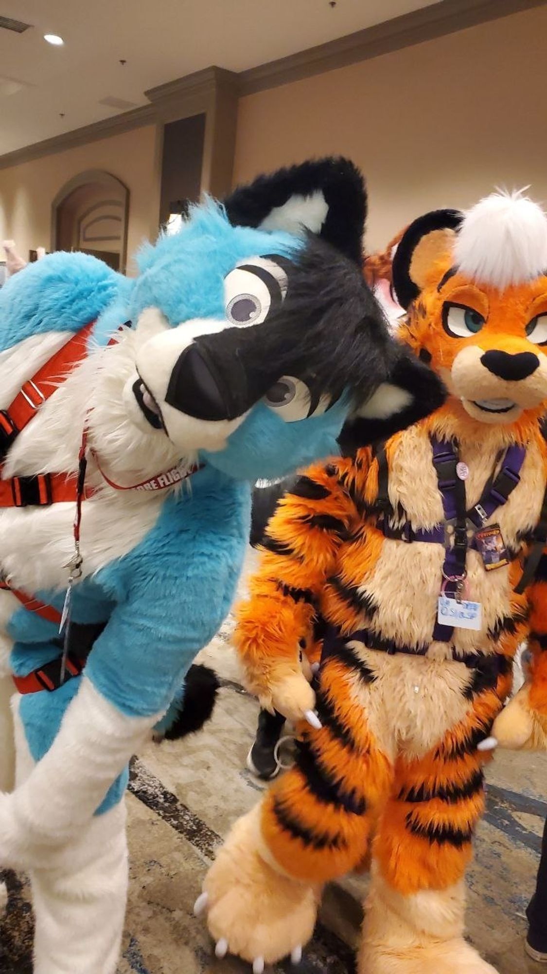 Varadime (blue wolf fursuiter) and Slasp (Orange Tiger fursuiter) at TFF 2024