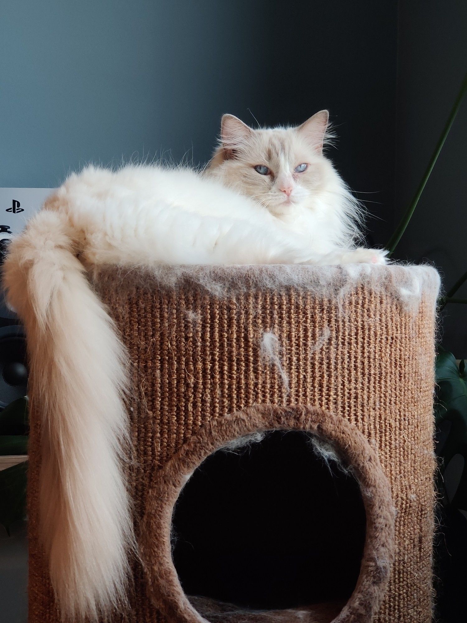 Een witte langharige kat met blauwe ogen en een beige achtige staart zit op een kattentoren en kijkt indringend naar de camera