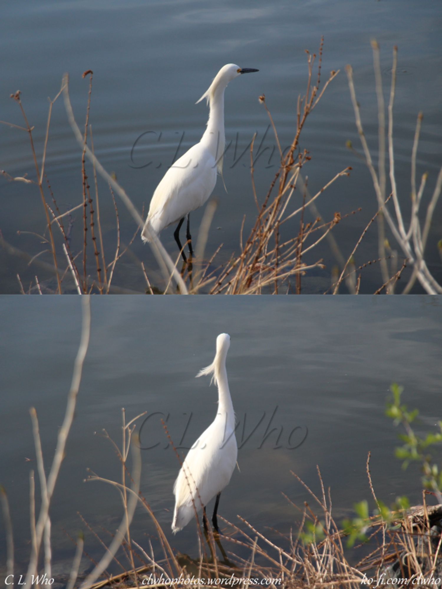 Snowy Egret