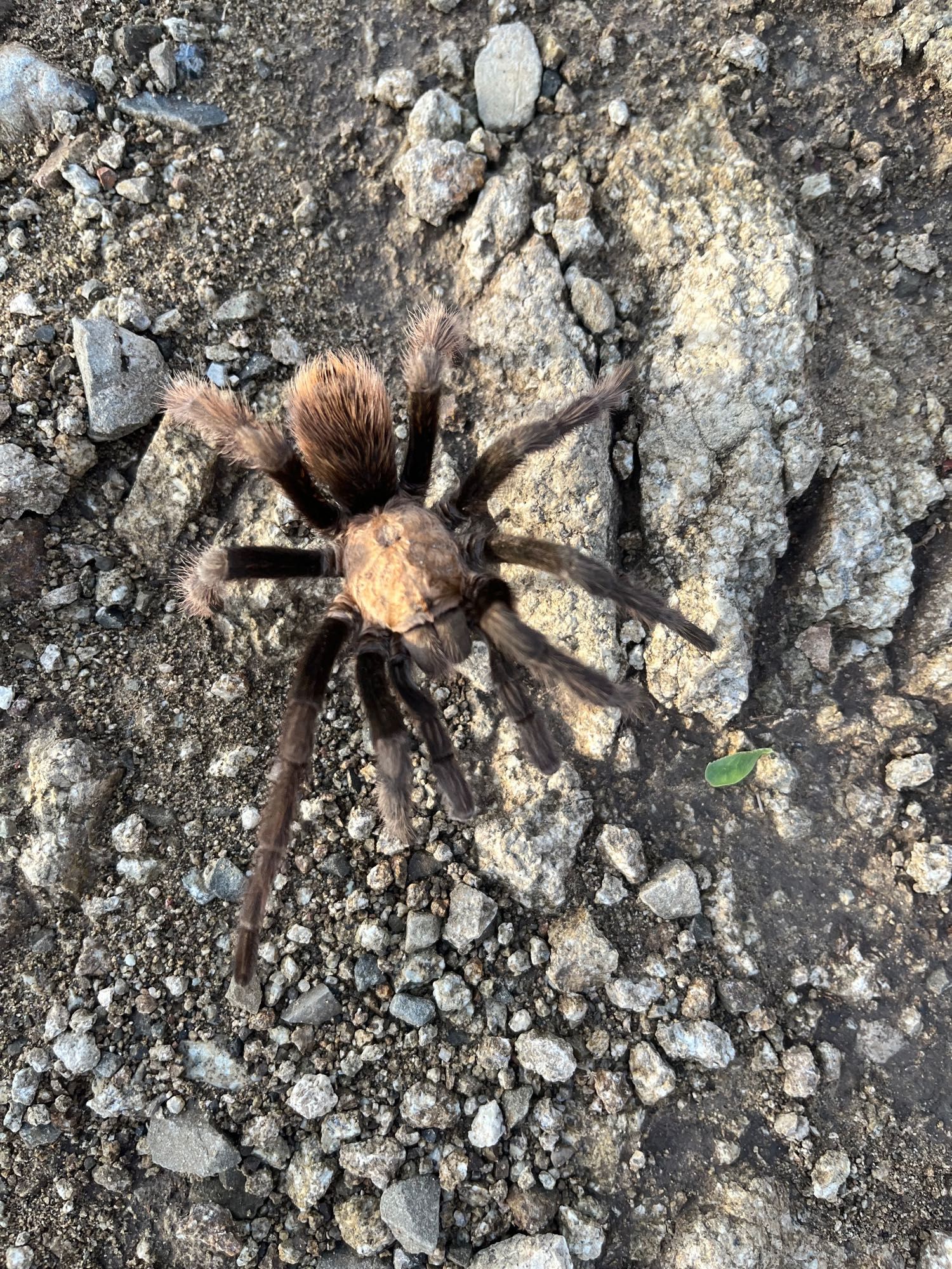 Desert blond tarantula on a rocky trail in the Sonoran Desert