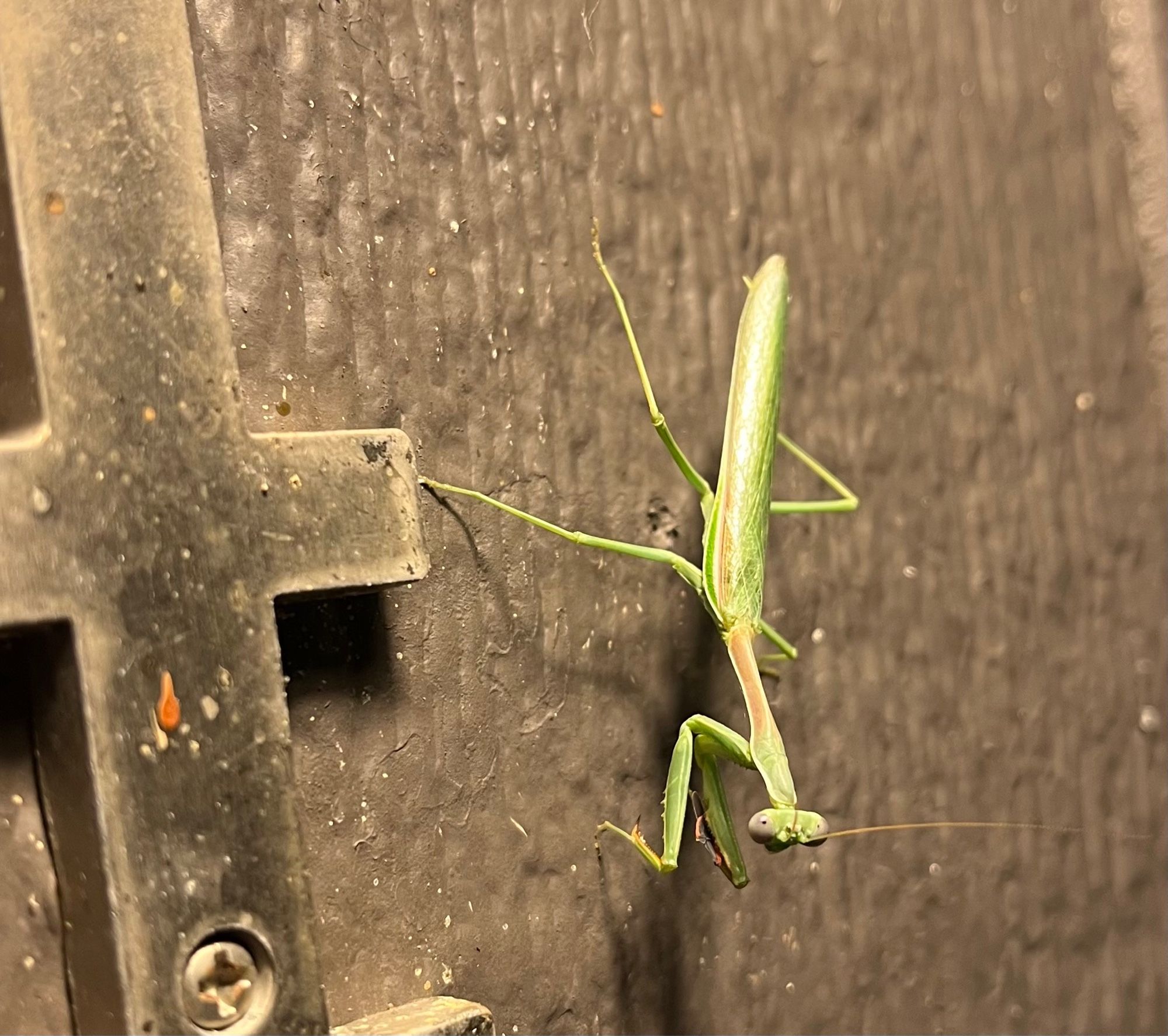 Arizona mantis perched on the side of a brown house