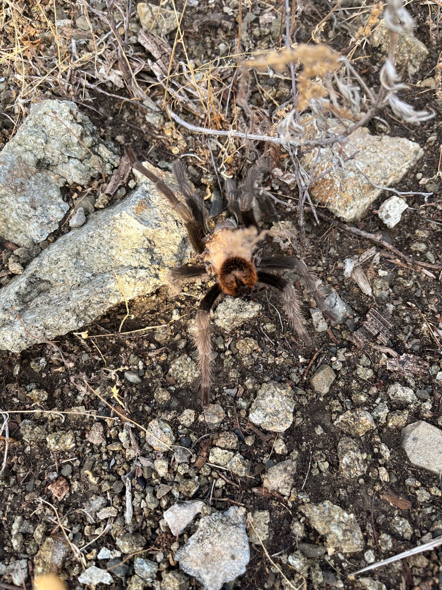 Desert blond tarantula on a rocky trail in the Sonoran Desert