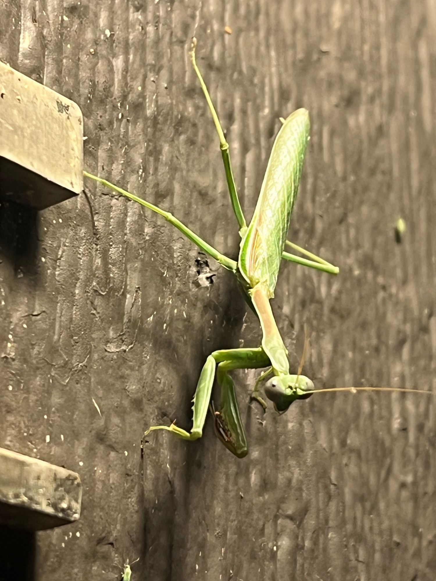 Arizona mantis perched on the side of a brown house