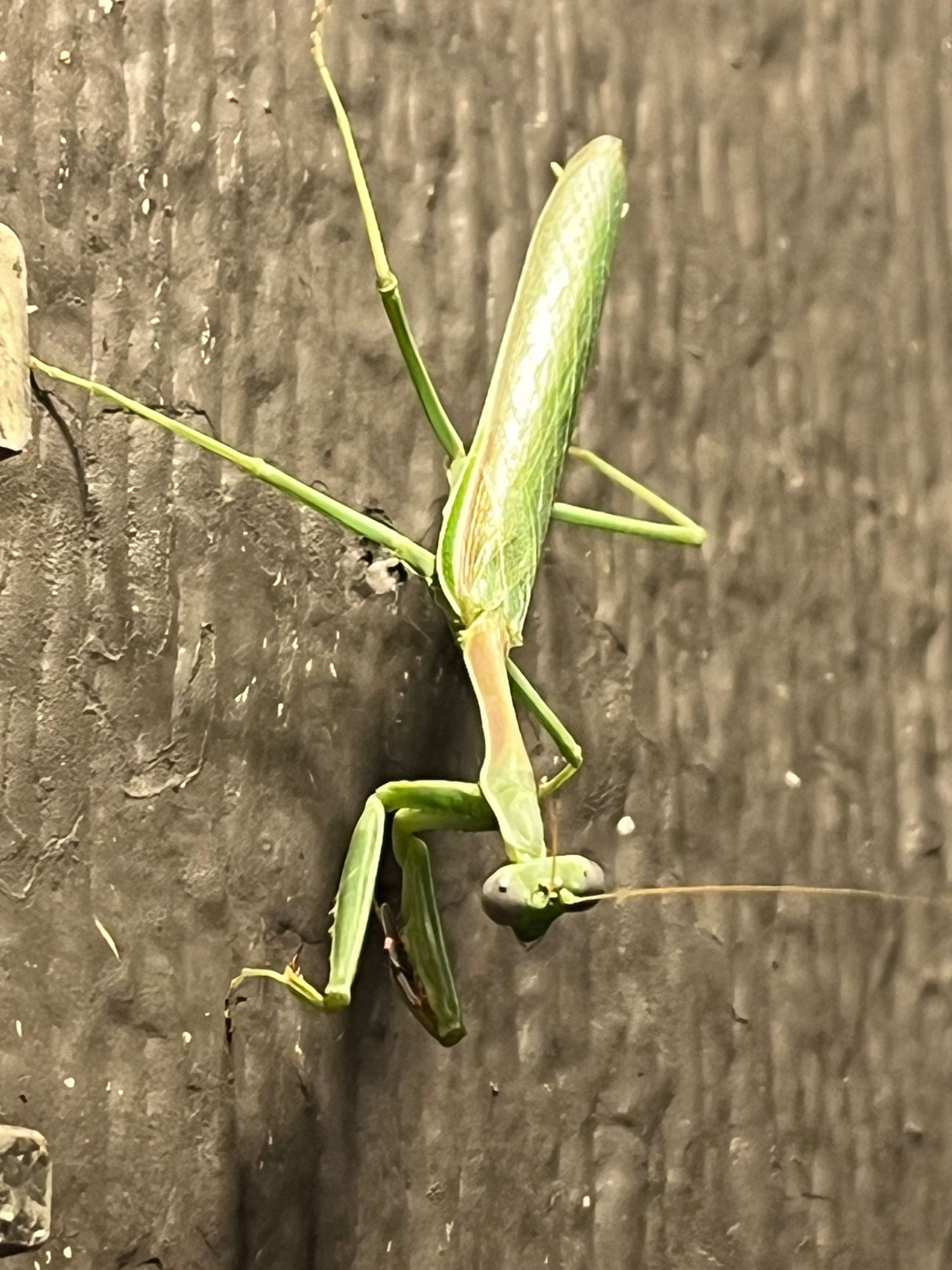 Arizona mantis perched on the side of a brown house