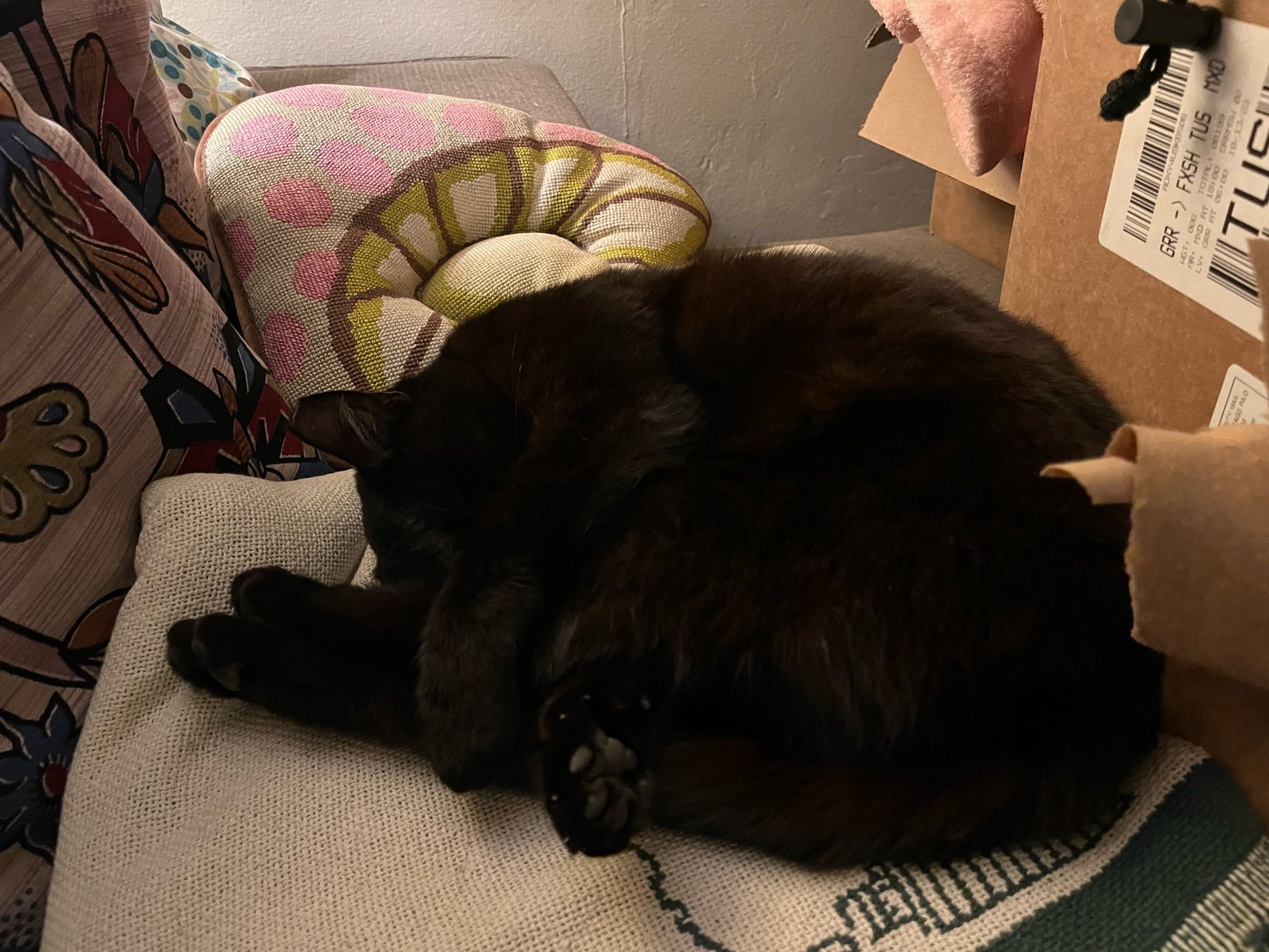 A black cat is curled up on a white and green blanket. Colorful pillows are in the background.