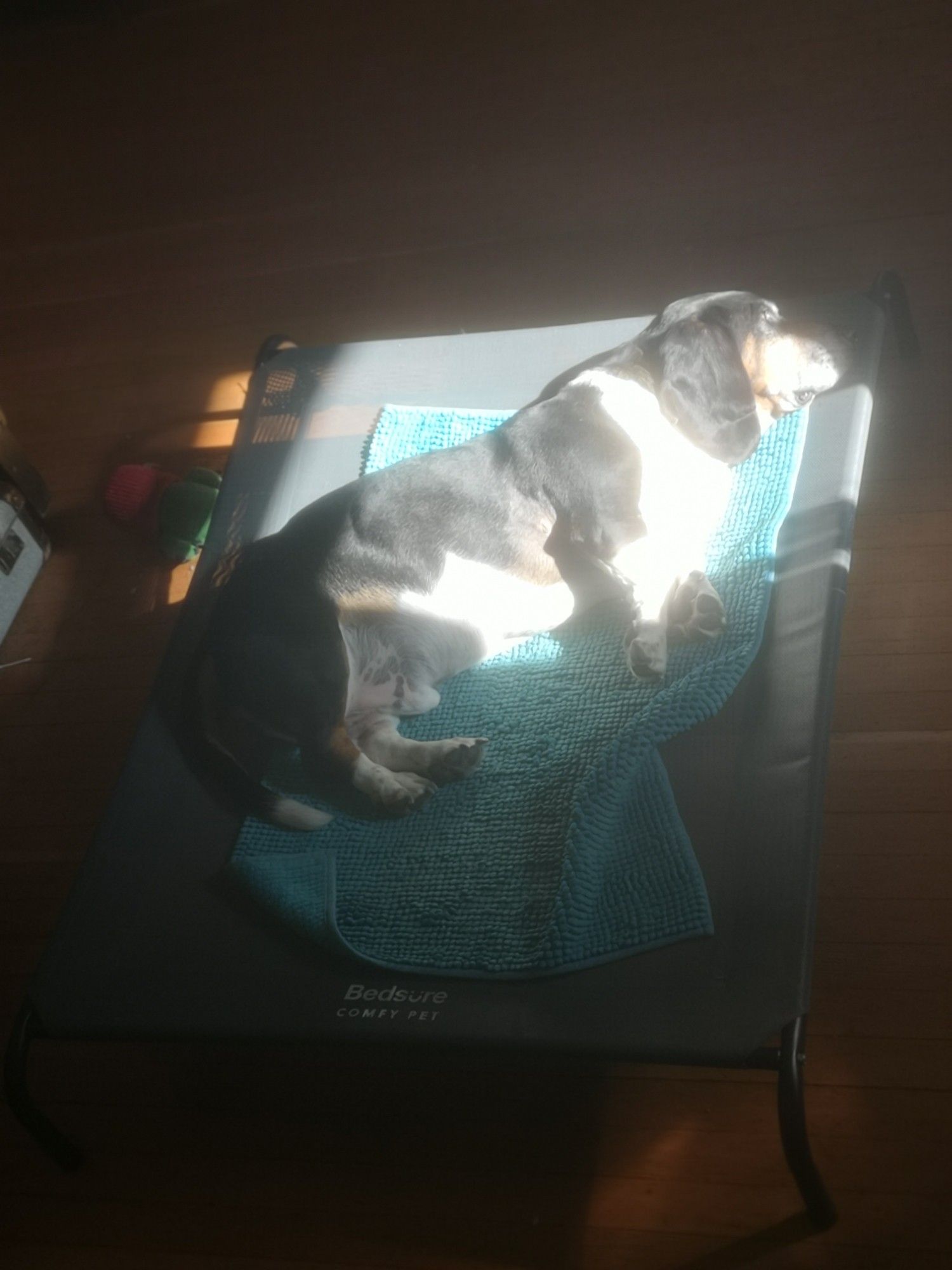 A Basset Hound, Carl Barks, sprawled on a pet bed lying in a sun beam.