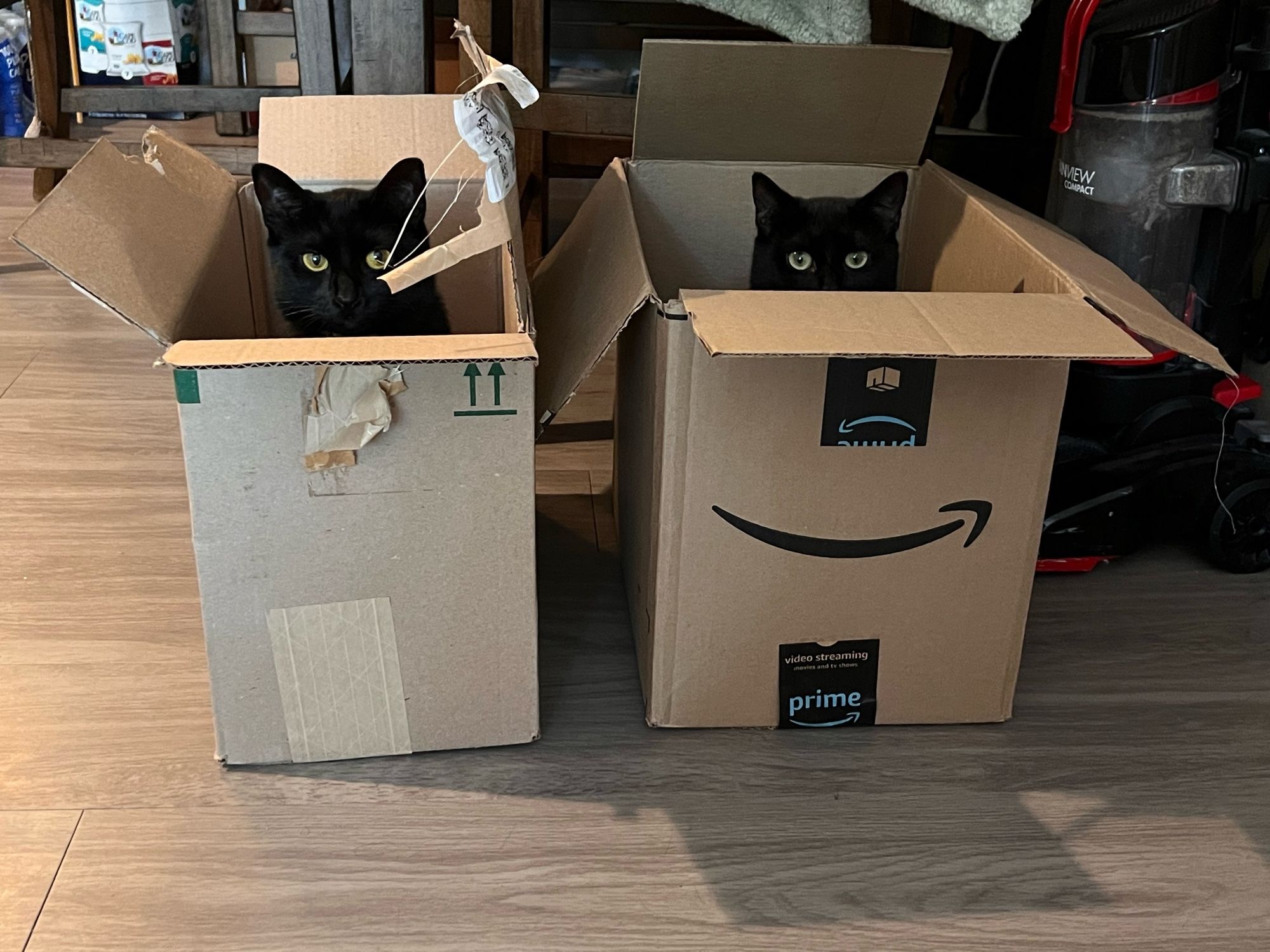 my cats mobie and matty in separate boxes right next to each other