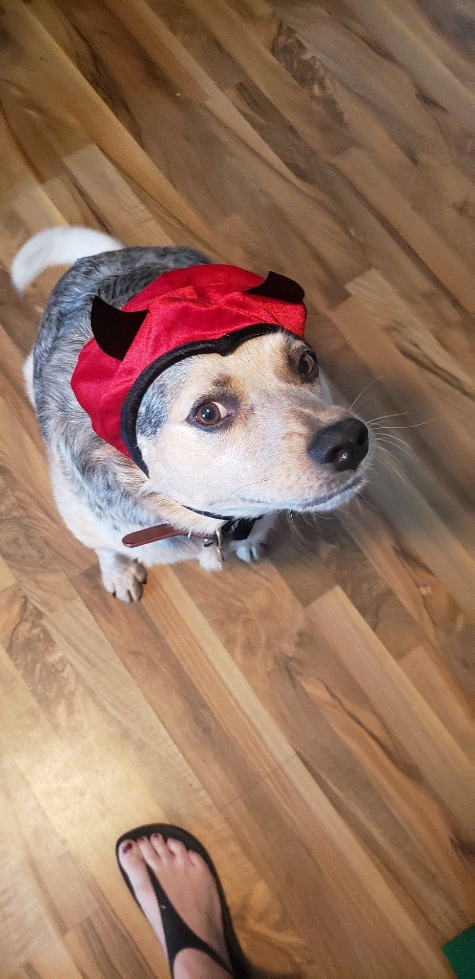 My dog wearing a devil head costume