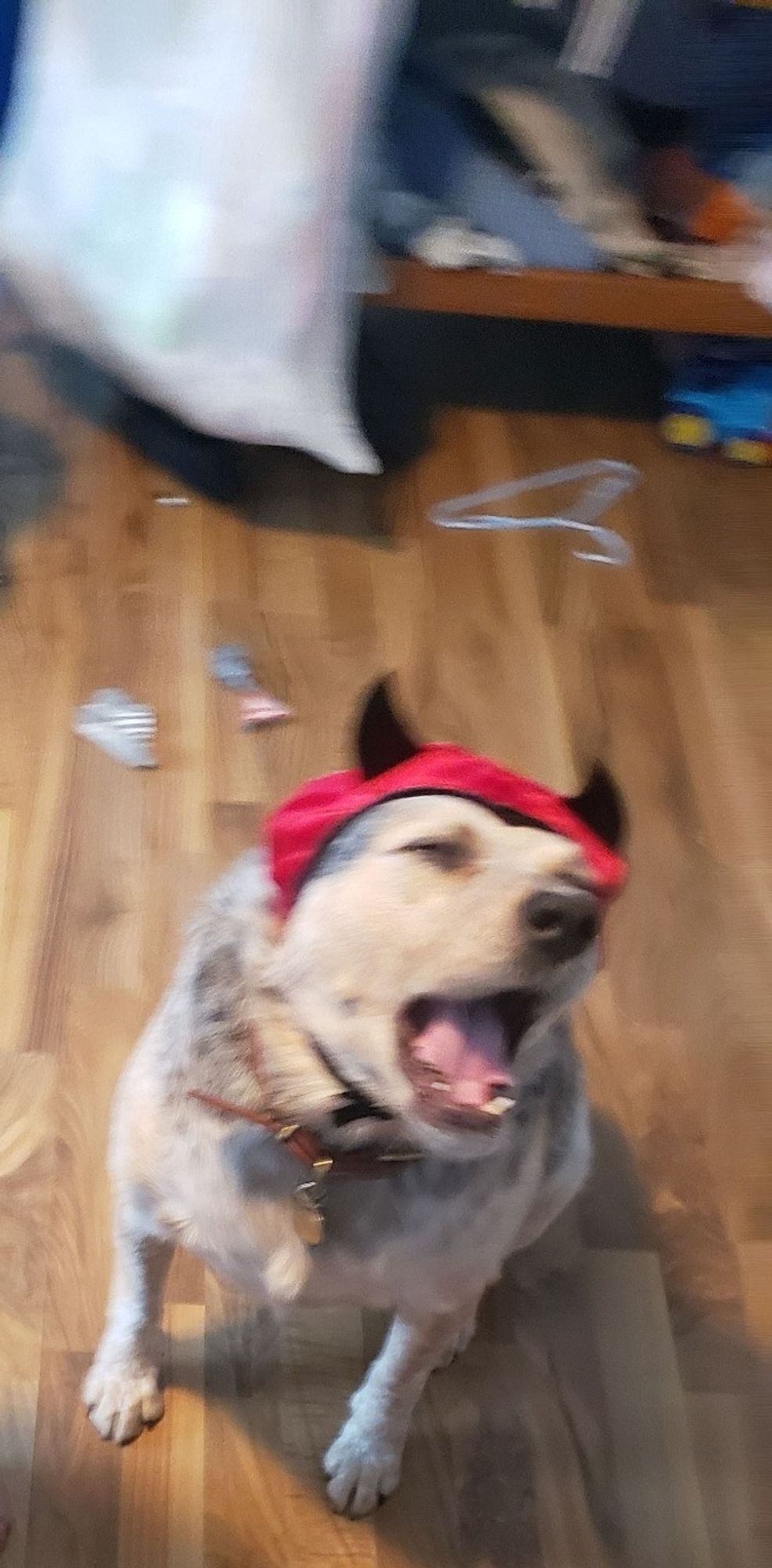 My dog wearing a devil head costume