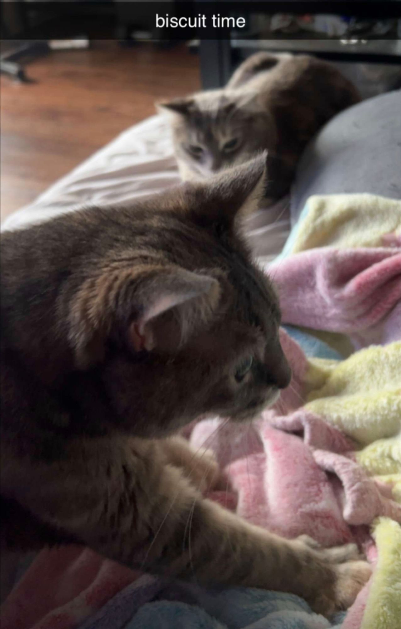 Front part of a tabby cat, XLB, "making biscuits" in the foreground on a colorful fuzzy blanket. Background is blurred, and it includes a smaller cat, Bean, looking at the larger one.