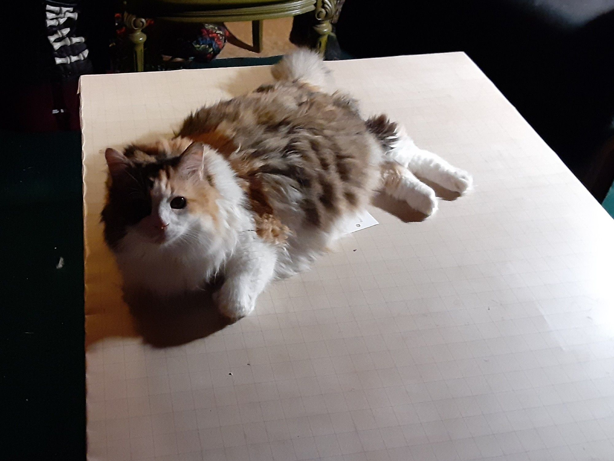 My cat Harley, lying on my homemade gaming table and looking up at me