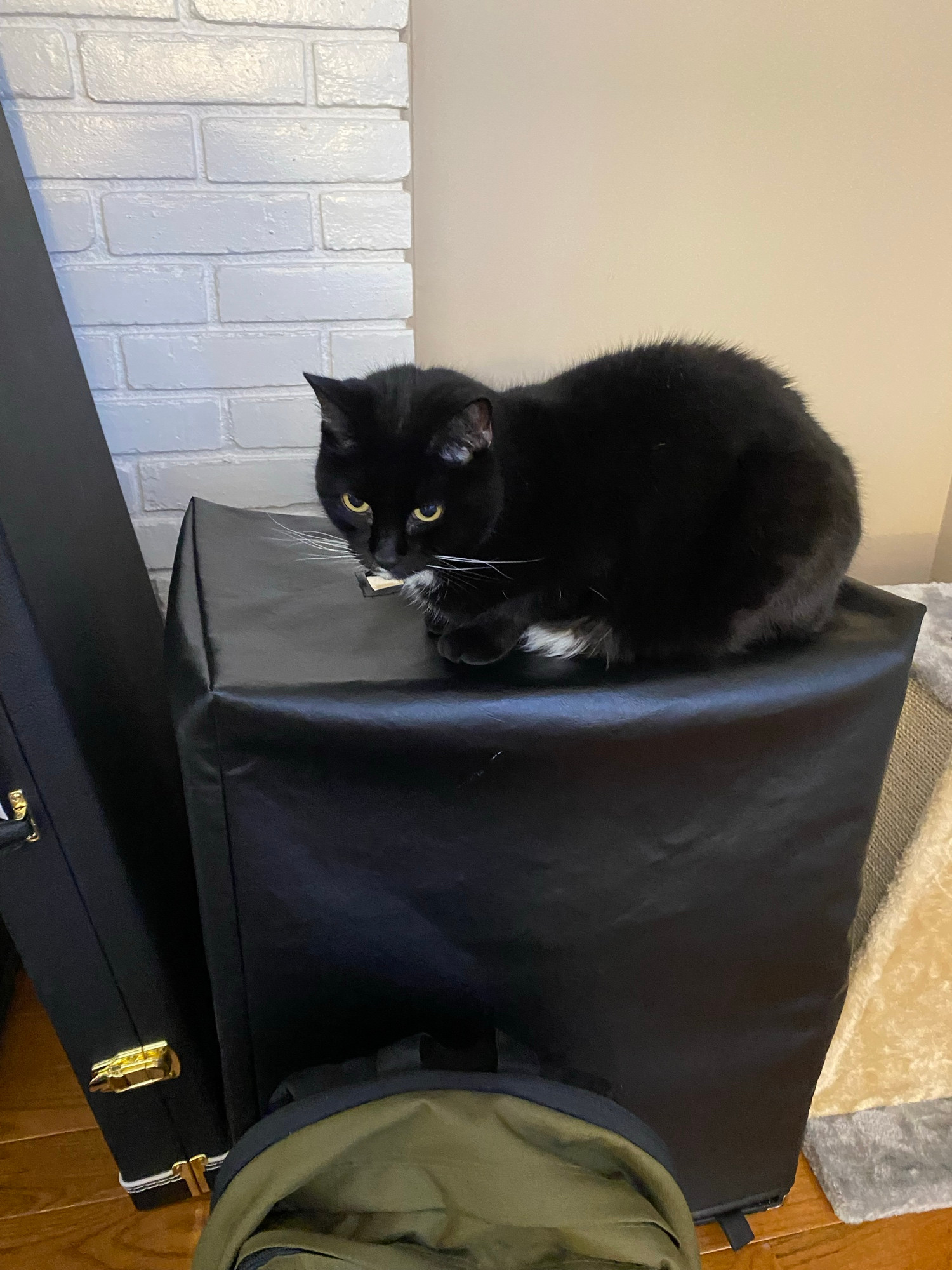 Tuxedo cat sitting on amplifier cover