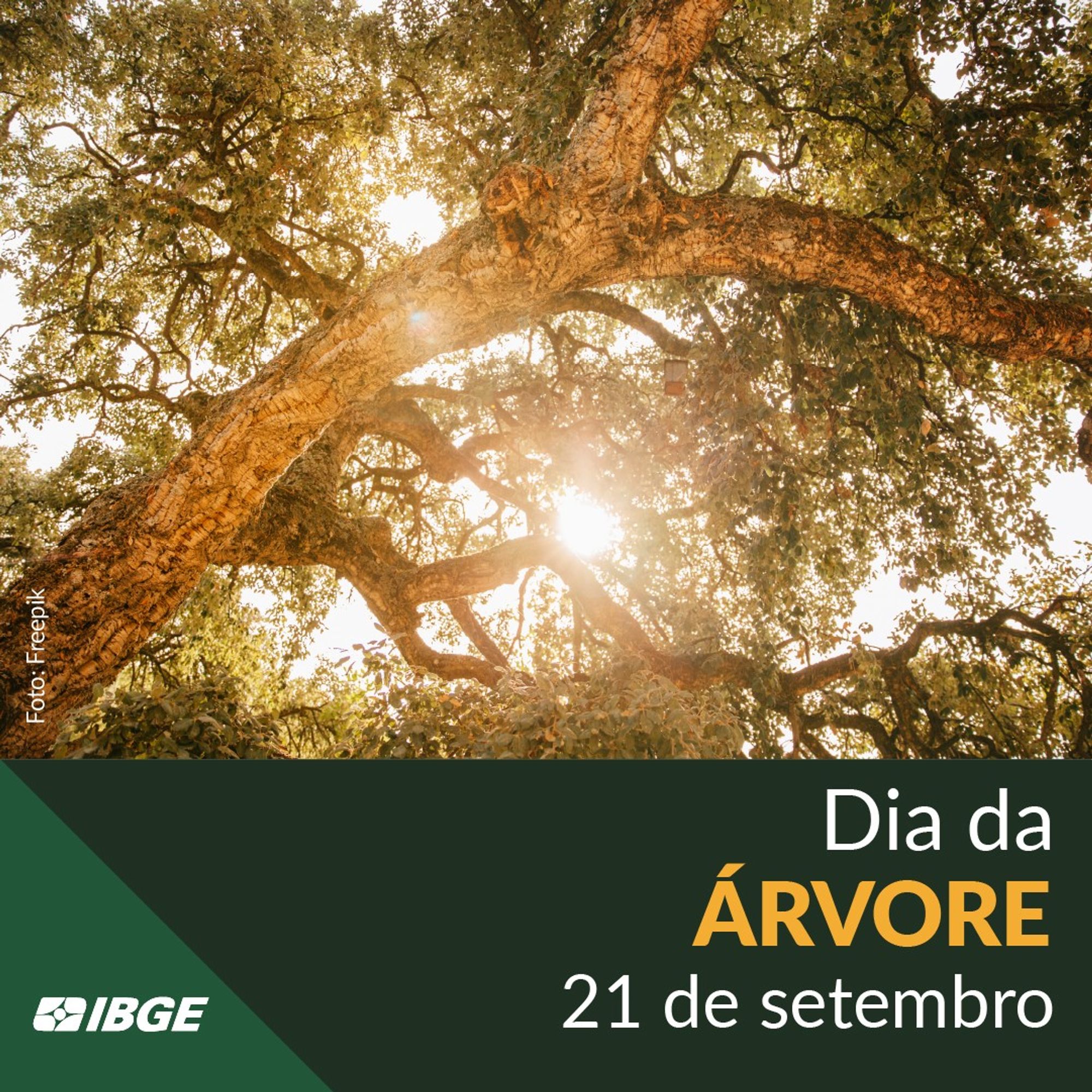 (1/2) Fotografia da copa de árvores, com a luz do sol passando entre as folhas (crédito: Freepik). Abaixo, texo: 21 de setembro – dia da árvore. Logotipo do IBGE.