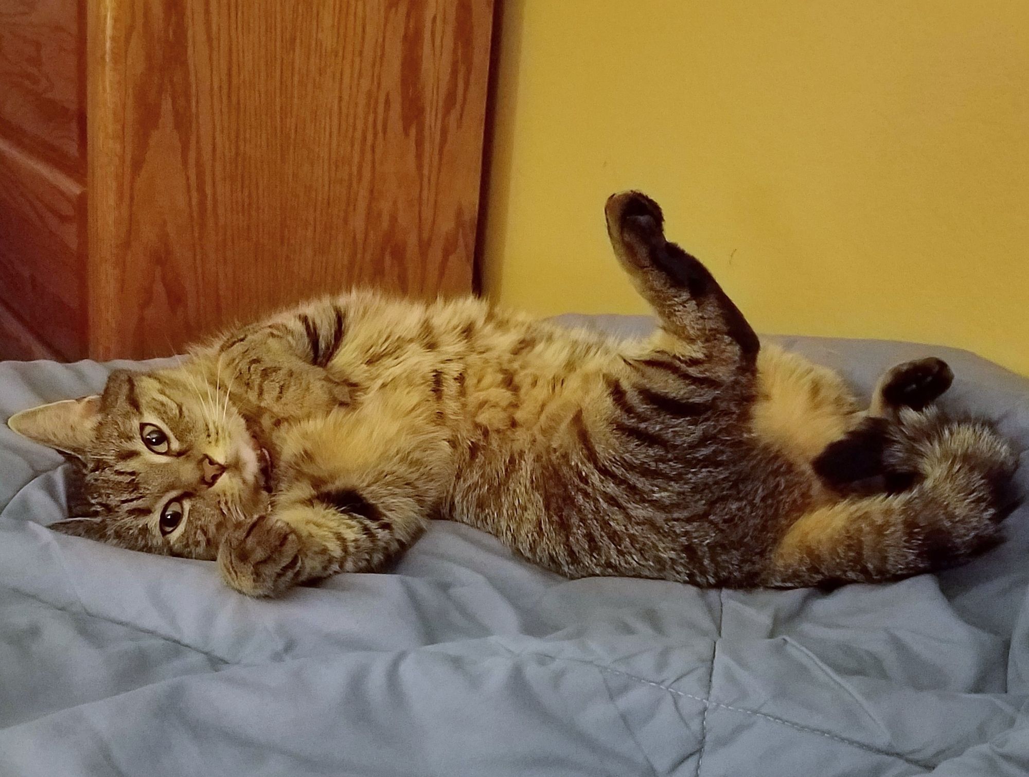 Cute tabby cat lying on her back with her right back leg sticking up in the air.