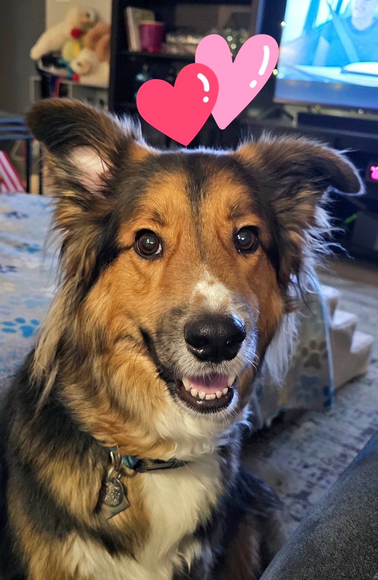 Picture of a 3 yr old Australian Shepherd dog "smiling" at the camera with 2 cartoon hearts above his head.