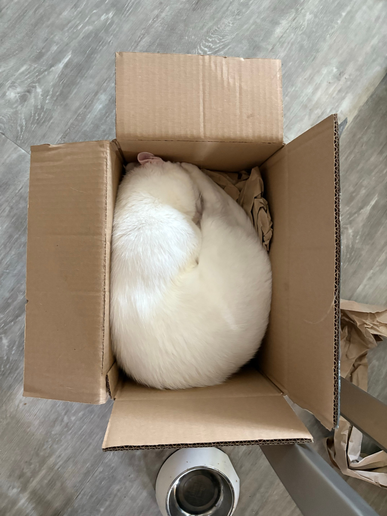 White cat sleeping rounded up in a box