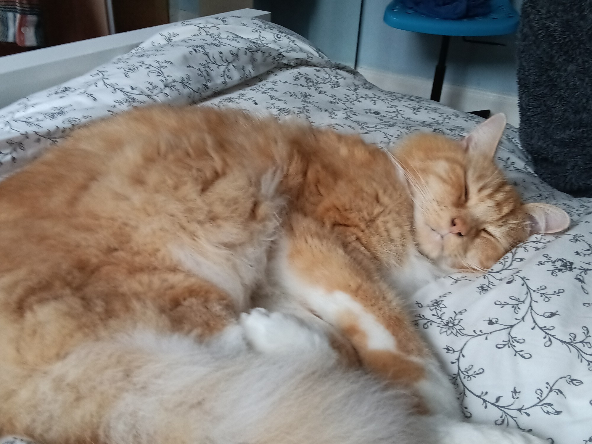 an orange and white cat asleep on a bed. he is extremely fluffy (name is Tigger)