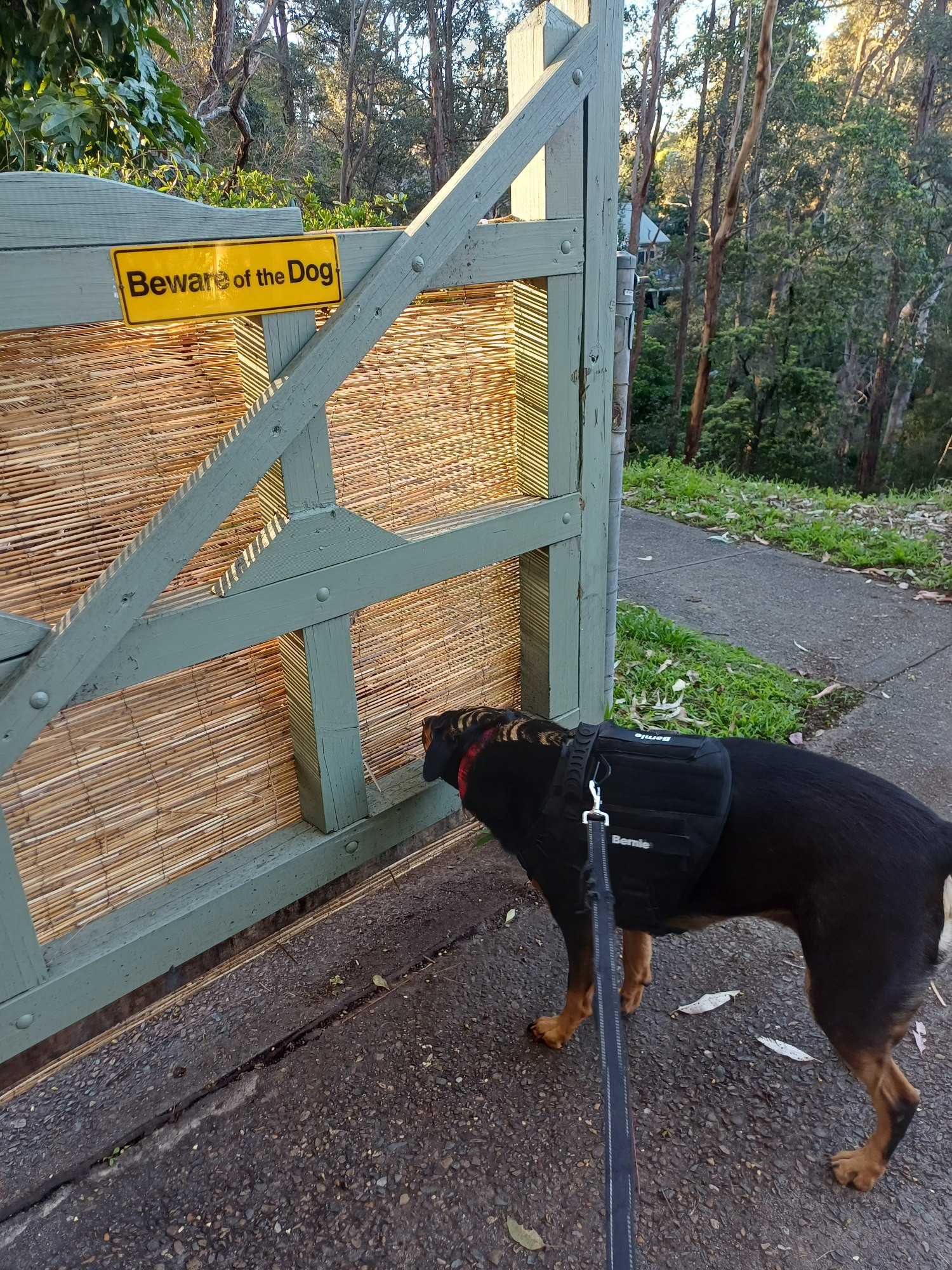 Bernie is stopped in front of a gate with a 'Beware of the dog' sign, peering to see where the dog is.