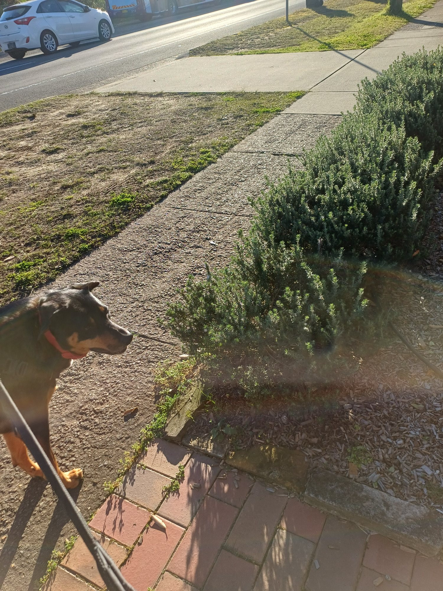 "Gotta go, Keiko, there are more people to meet & dogs to greet".