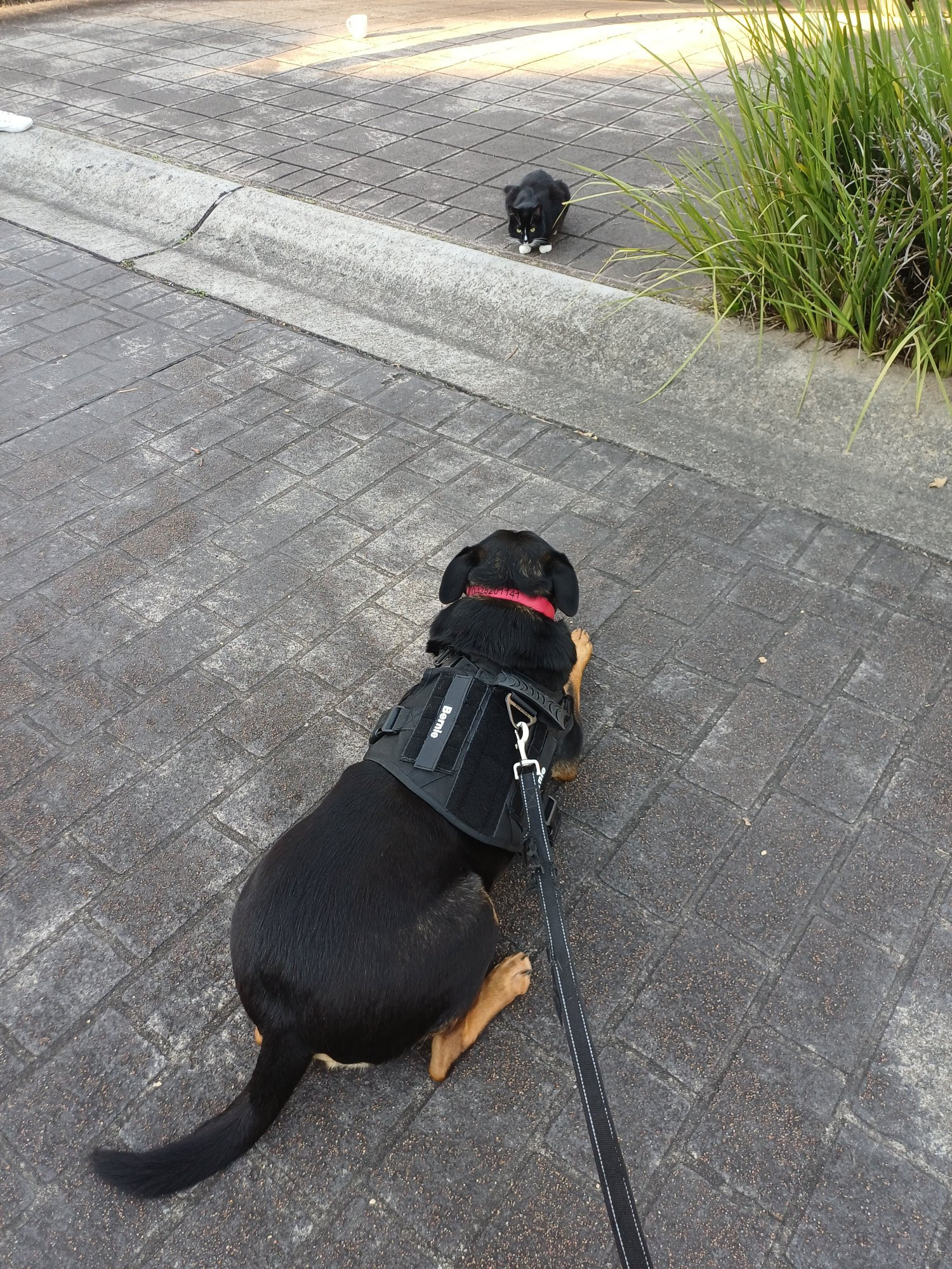 Bernie, the metropolitan sheepdog / Australian Kelpie / social butterfly, is laying down on the road looking at Lila the black & white cat who decided to lie down and look at him too.