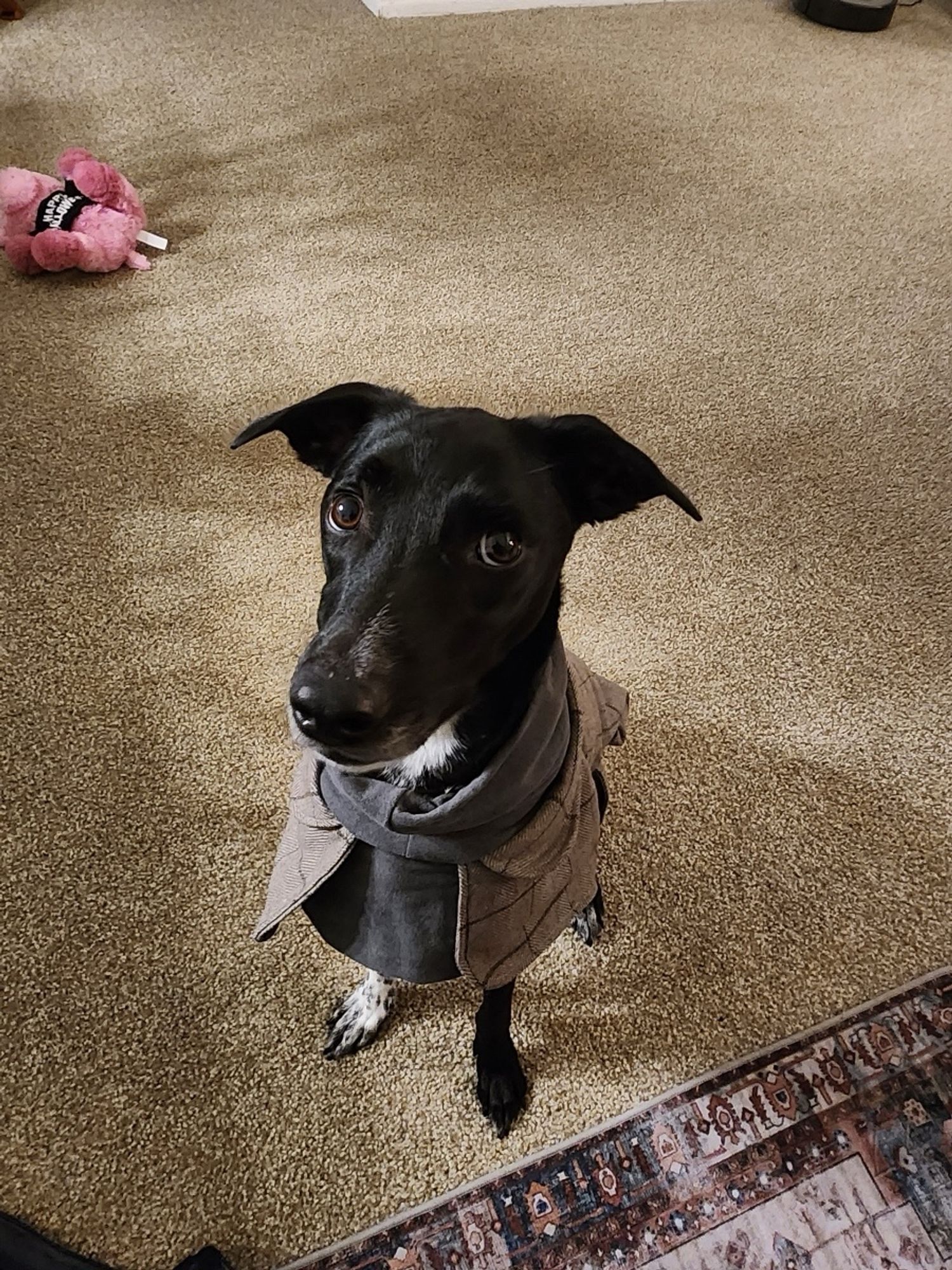 A black dog in a jacket looking skeptical a pink plush toy in the background