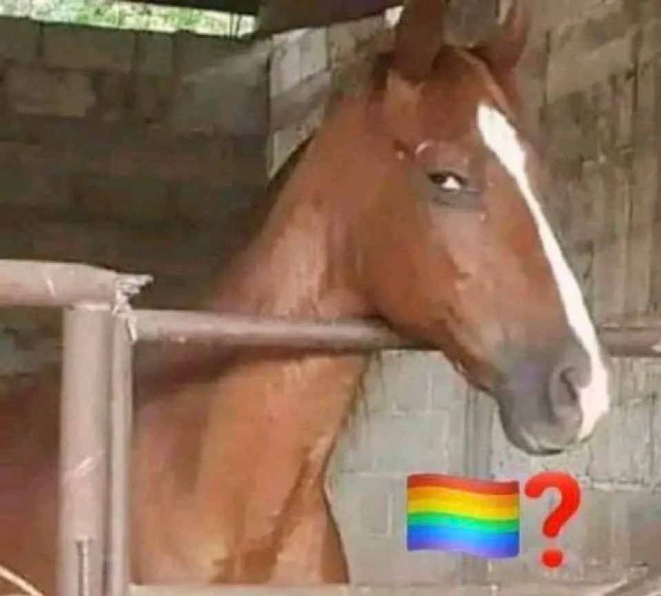 horse side eyeing something with a pride flag and red question mark beside it 