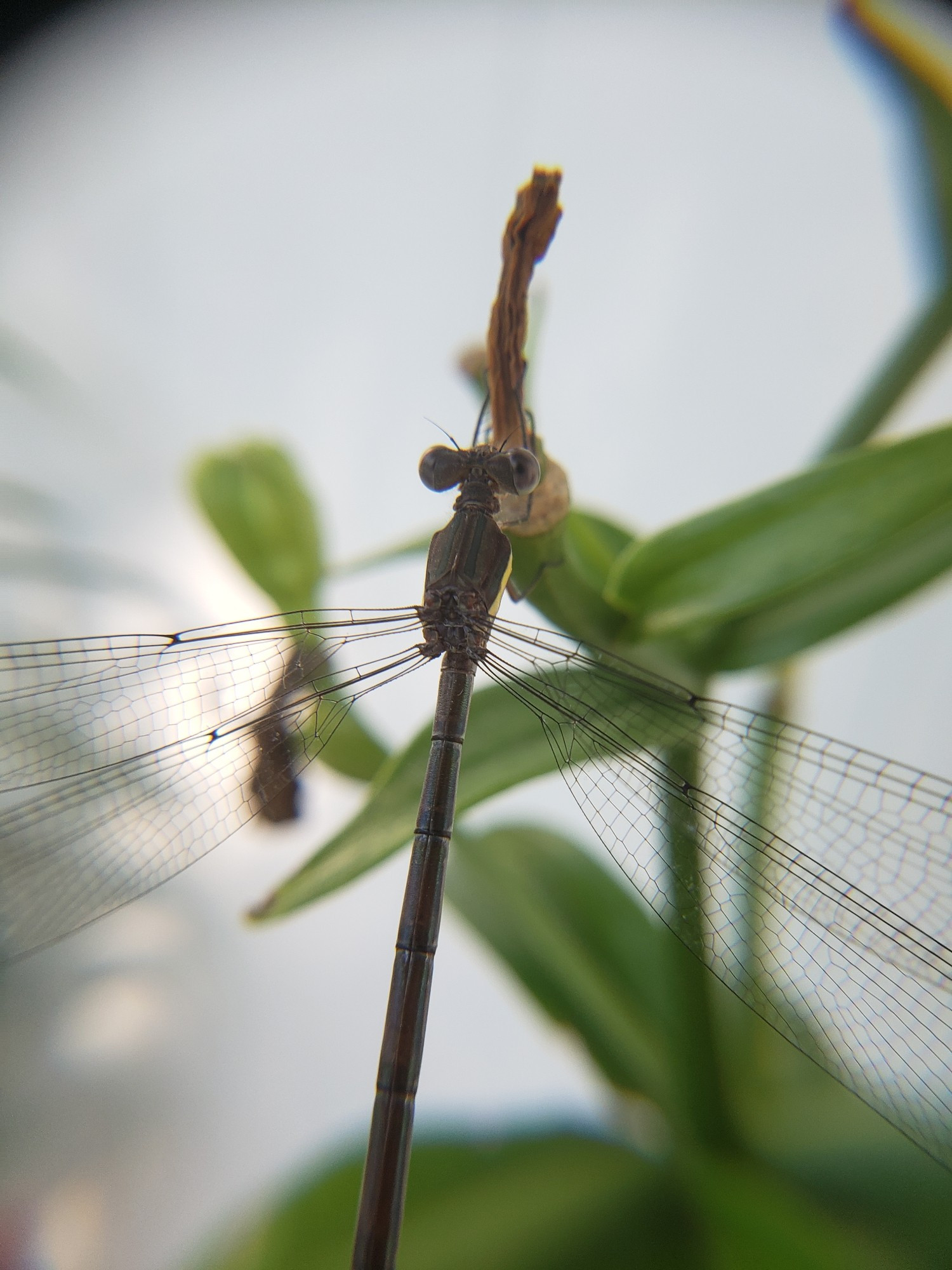 Close up picture of a damselfly resting on a plant stem.