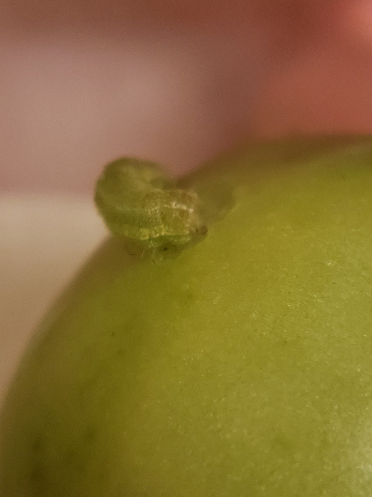 Close-up of a green caterpillar on a green tomato, eating the tomato.