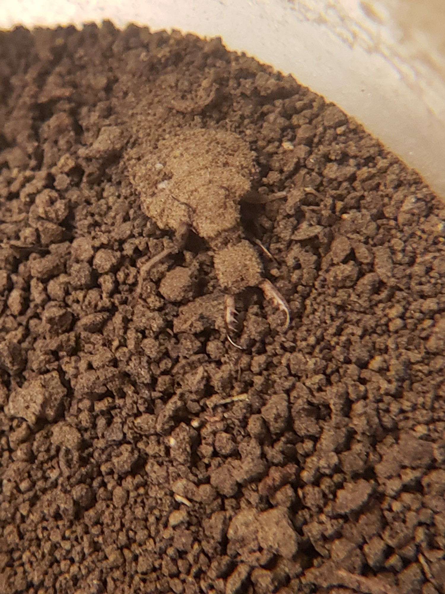 Antlion larvae in sandy dirt.