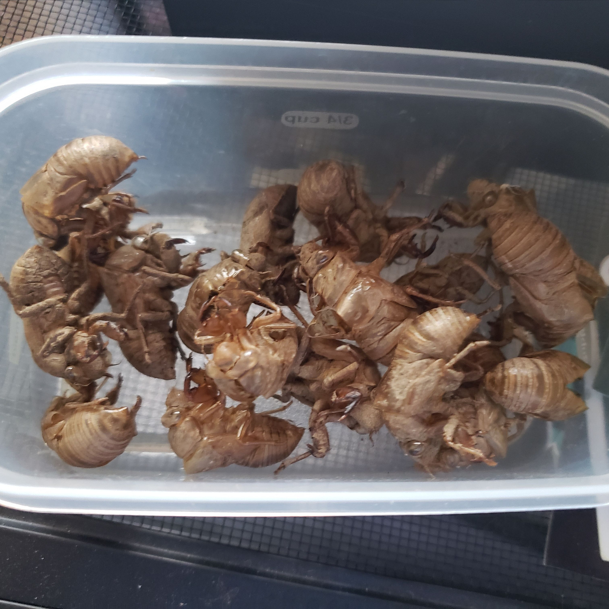 A small container of empty cicada shells.