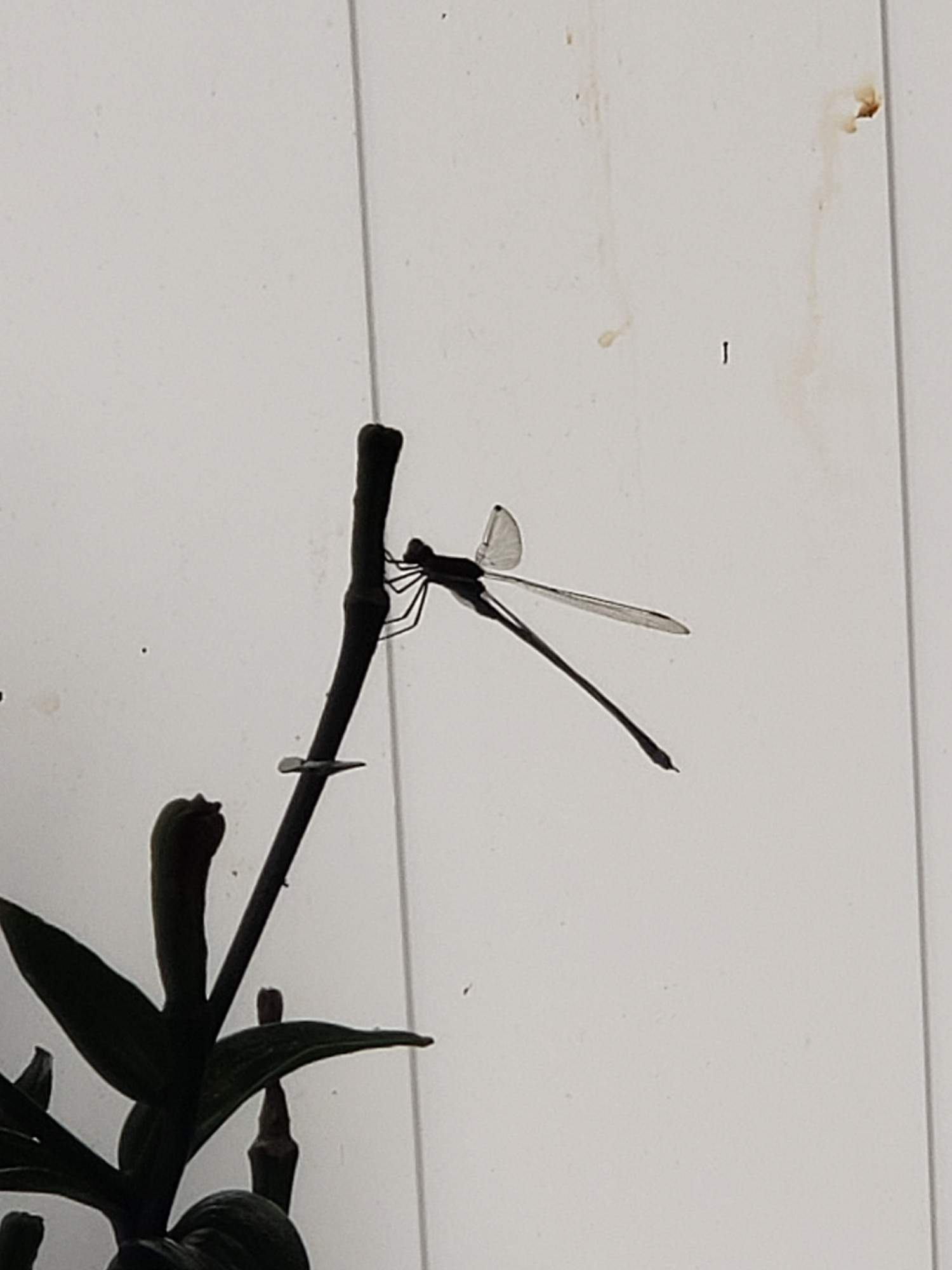 Damselfly silhouette on a plant stem, white(fence) background.