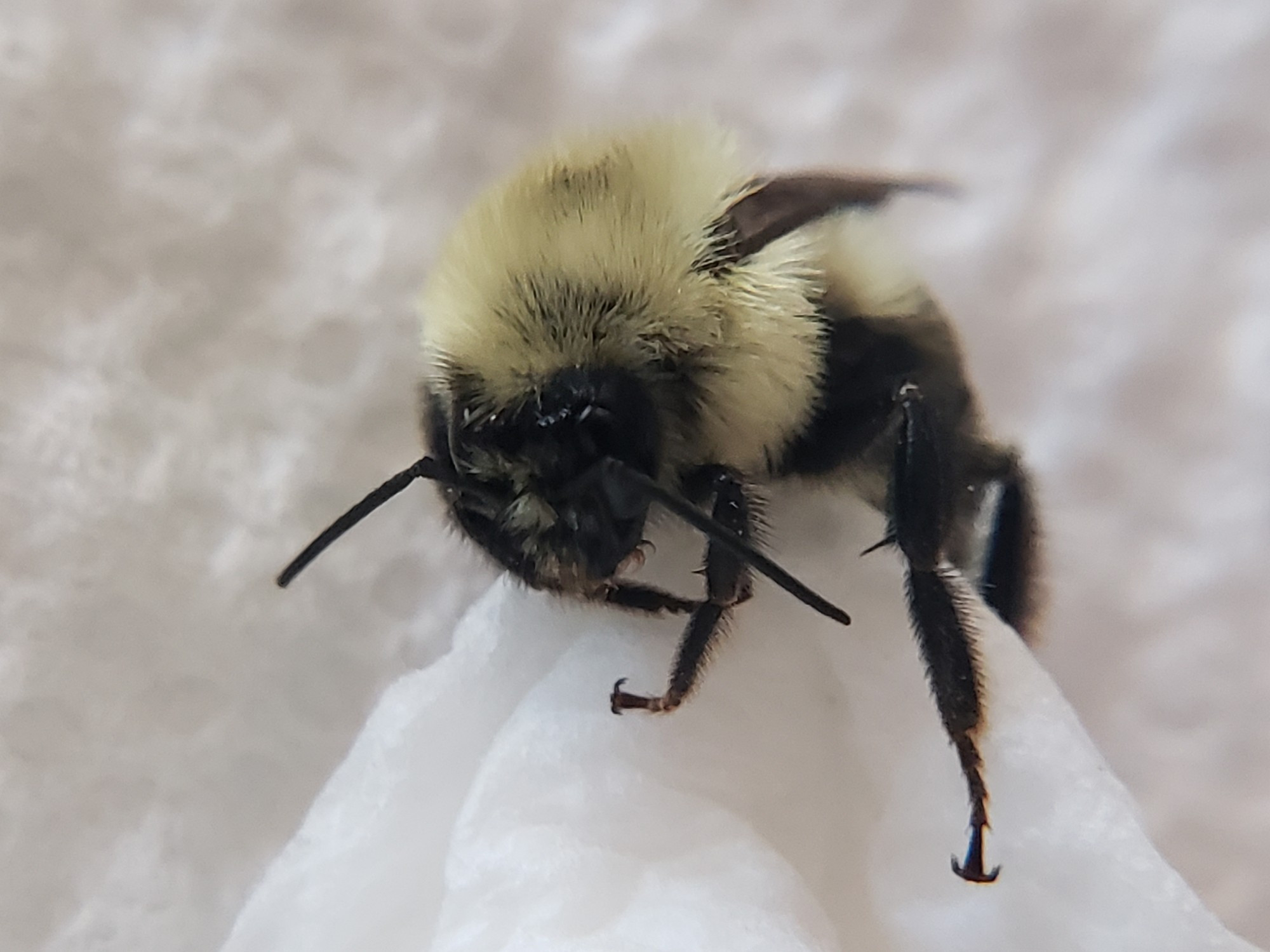 Close up picture of (unidentified) bumble bee, front facing. Resting on a paper towel.