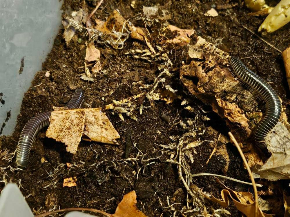 Two black millipedes with yellow sides.