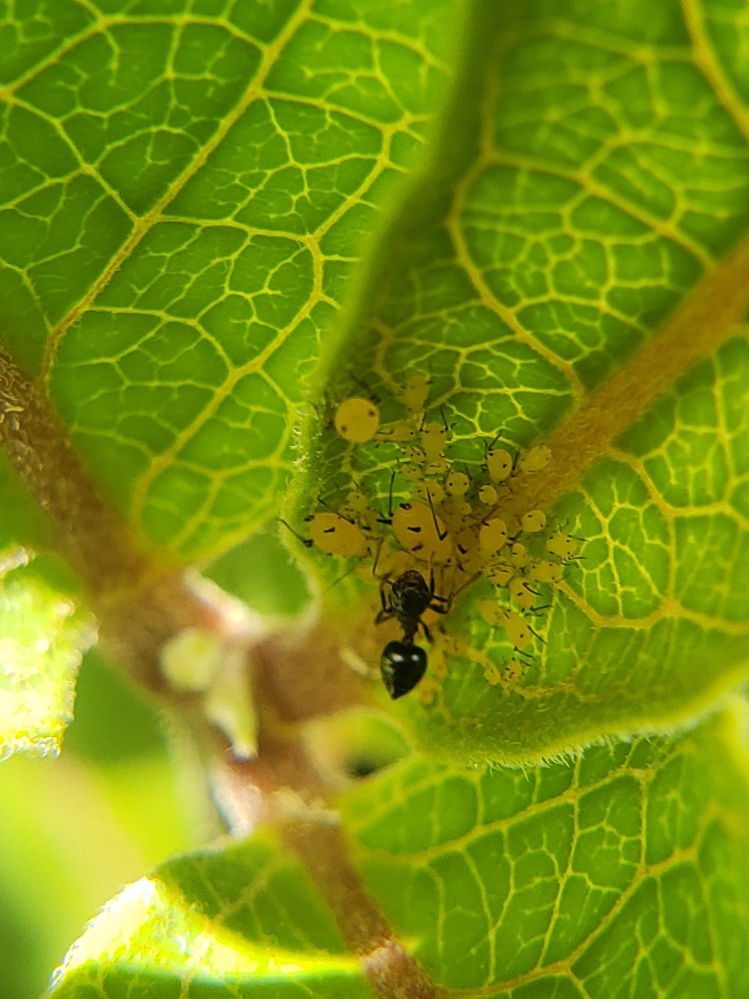 A small black worker ant tending to her herd of yellow aphids on the underside of a leaf.