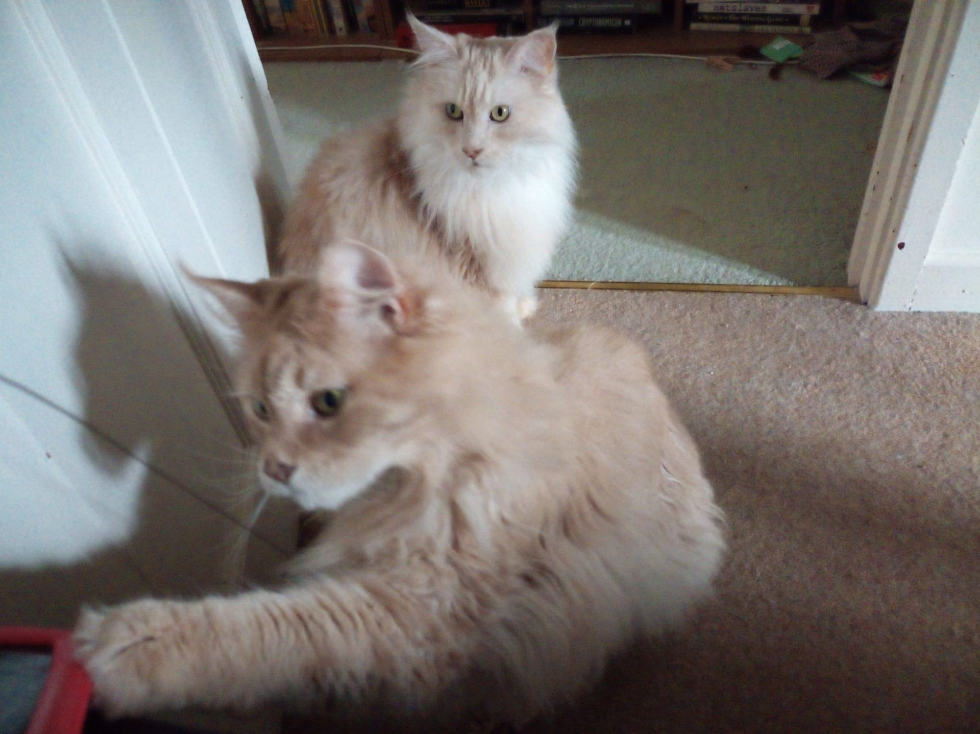 Mycroft,  a fluffy pale ginger Maine Coon cat, is patting curiously at the corner of a tablet while his cream and white brother Sherlock watches.