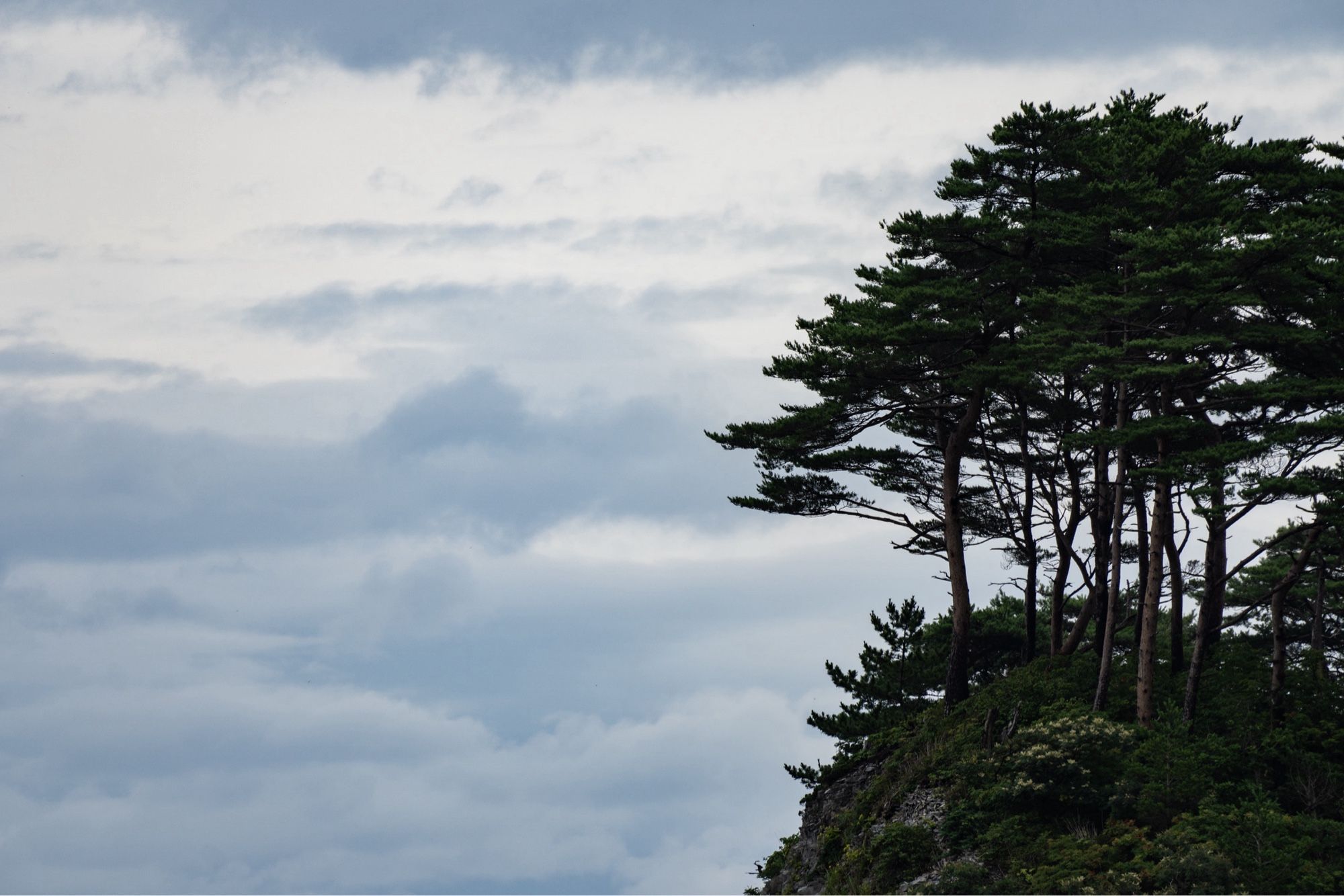 Trees on a small island in Sanriku, Iwate Prefecture, Japan