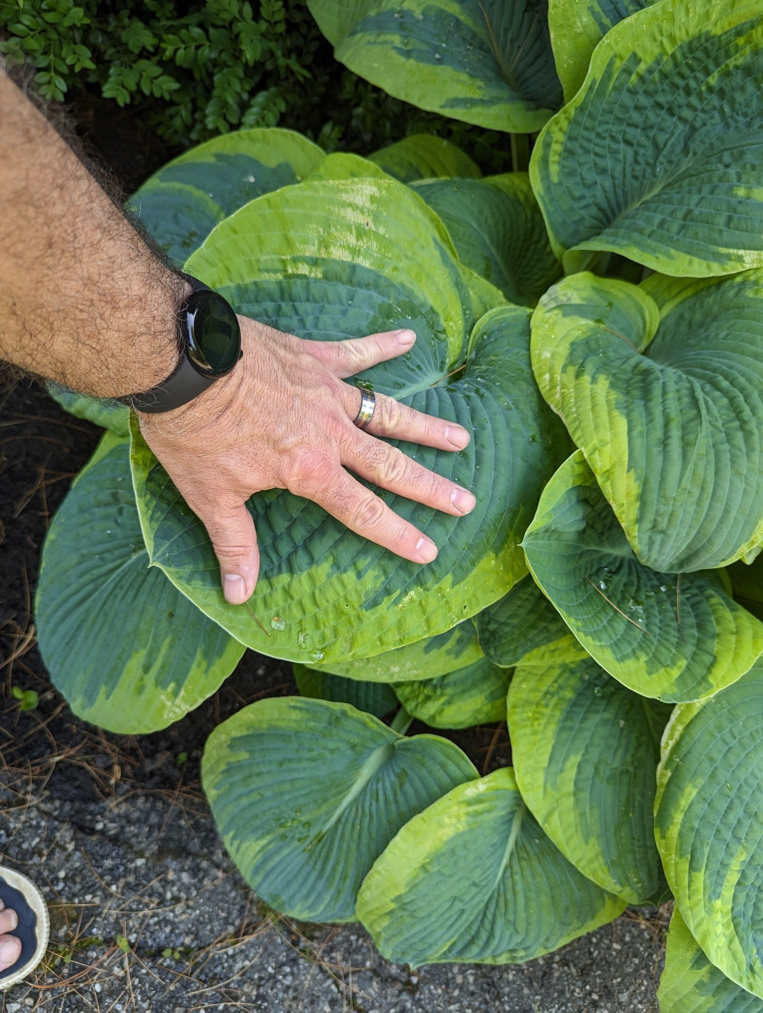 Frances Williams hostas