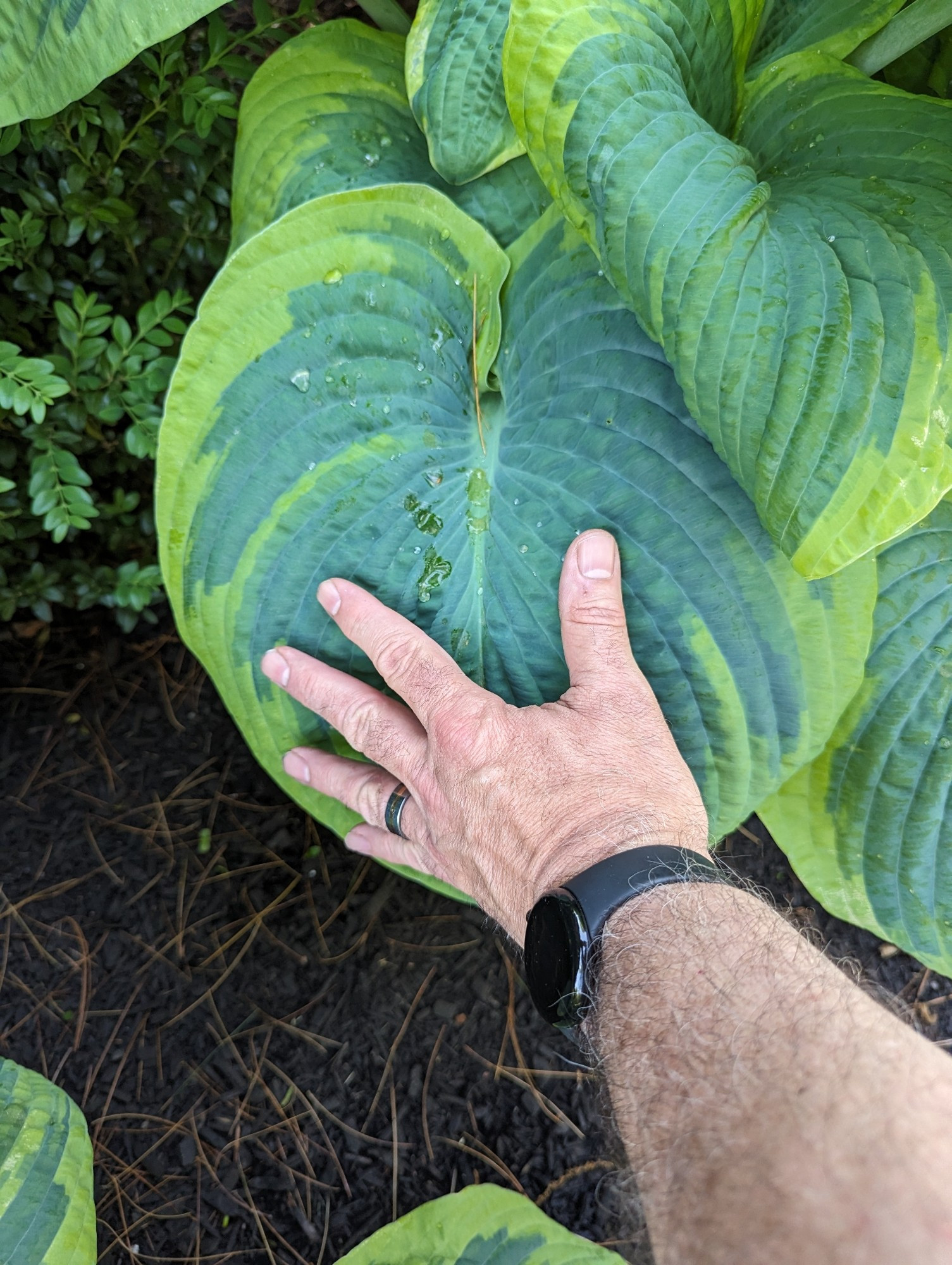 Frances Williams hostas