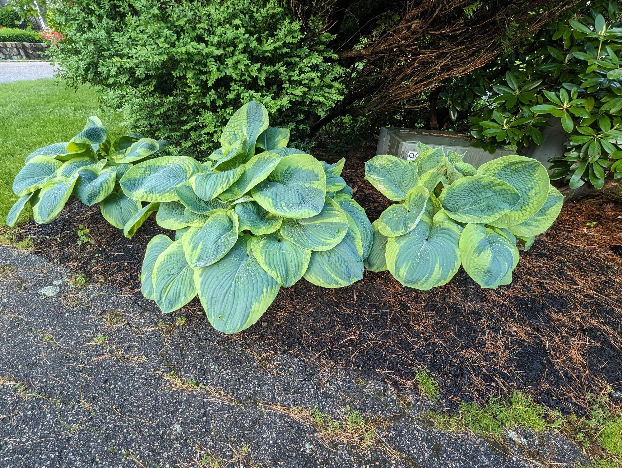 Frances Williams hostas