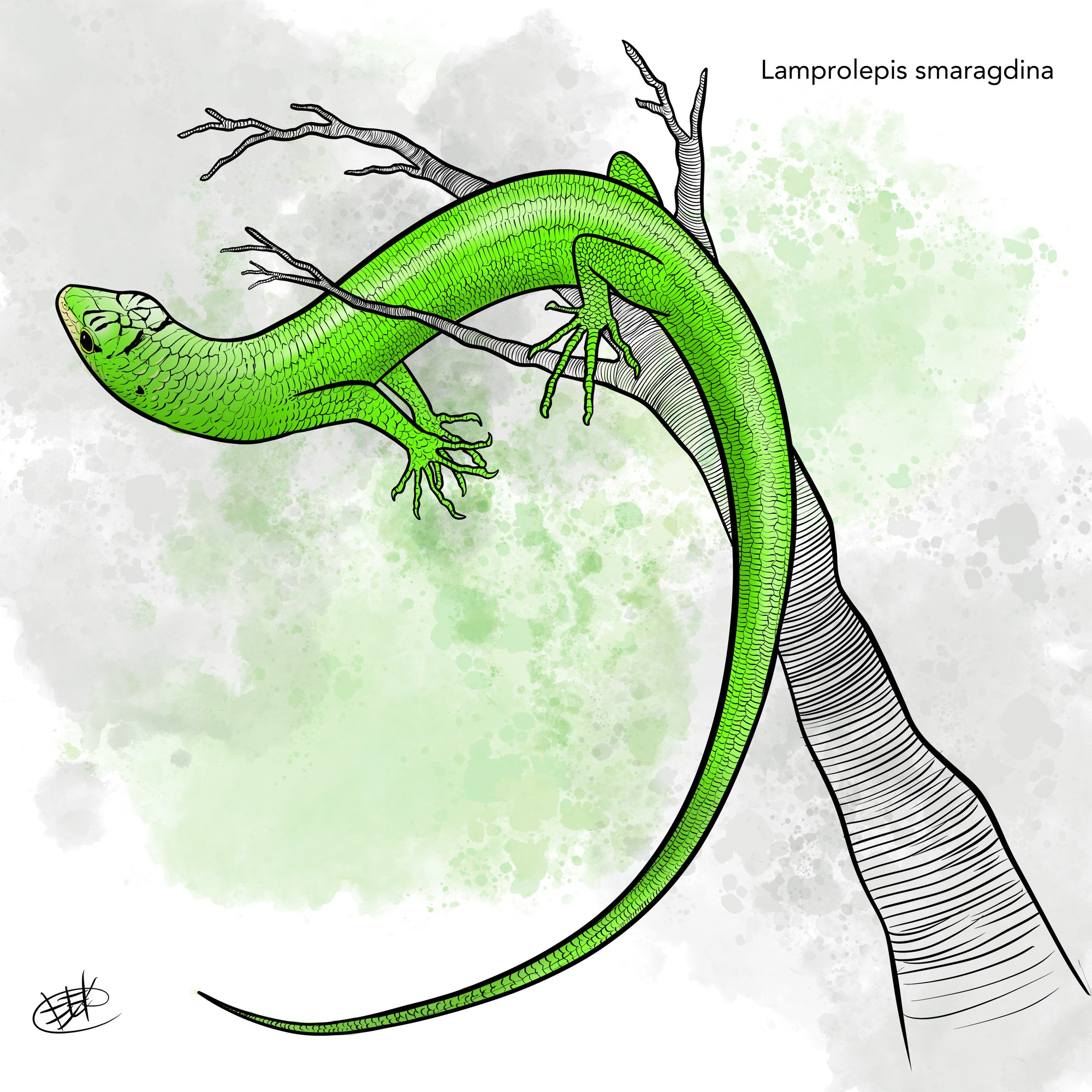 a green skink perched on a branch