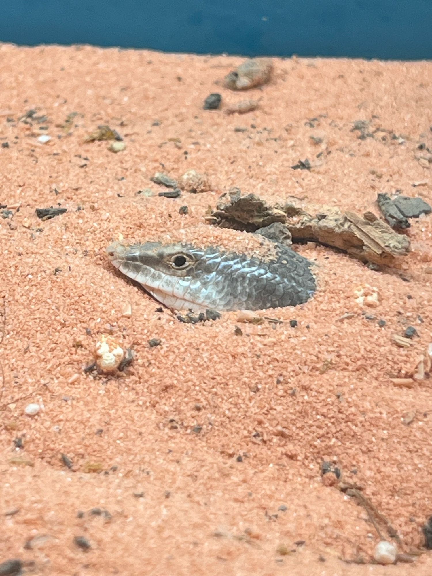 Photo of sandfish poking head out of sand