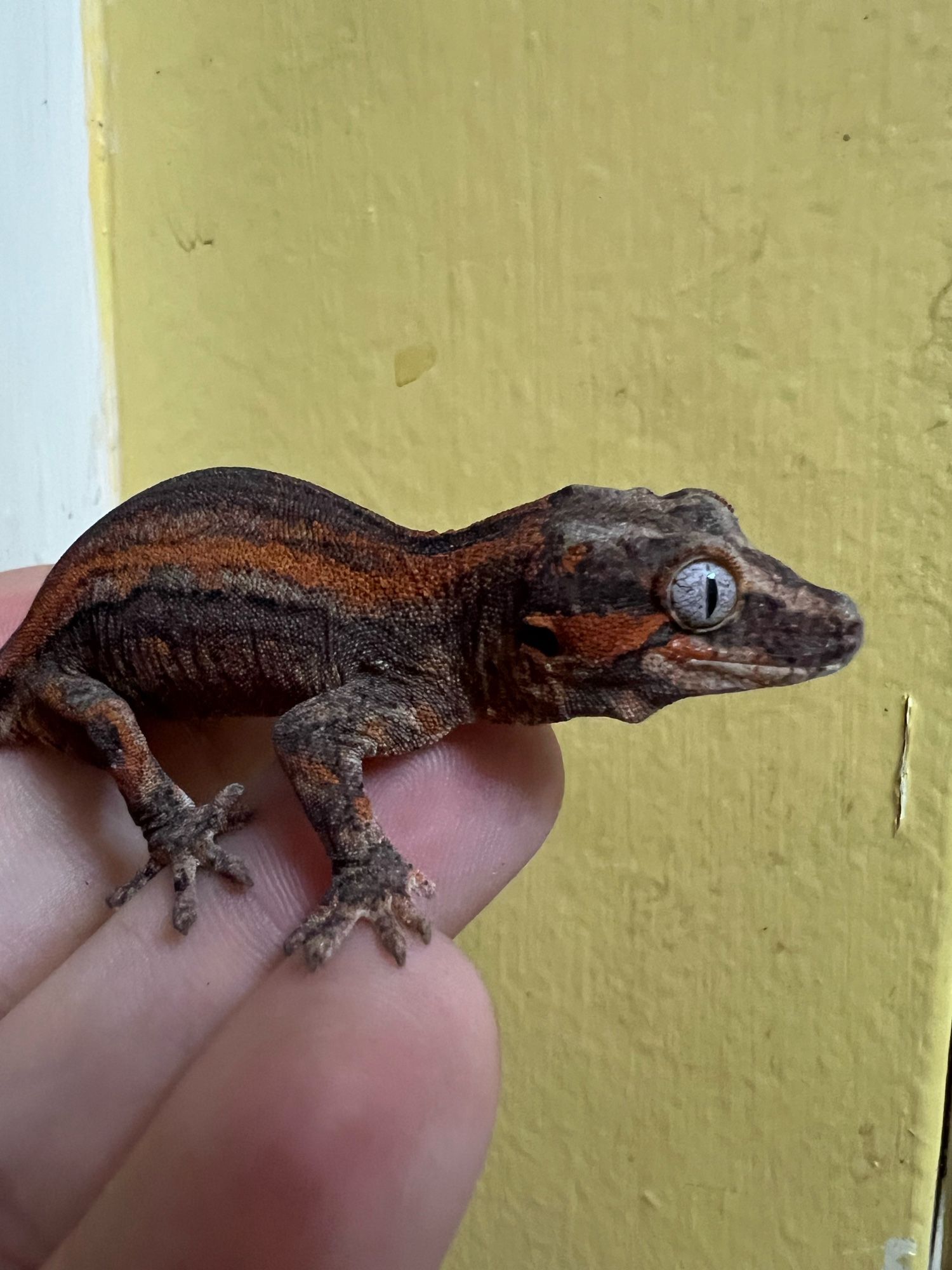 Gargoyle gecko