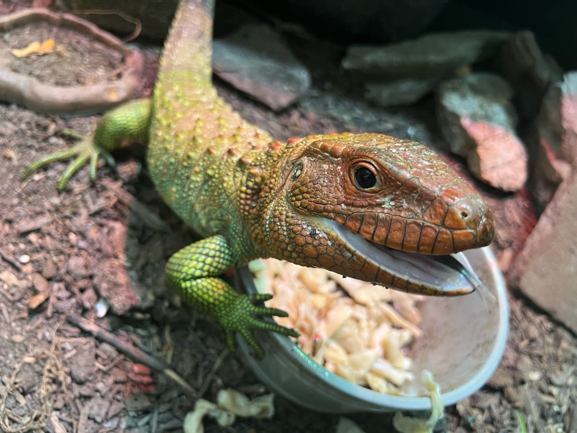 Caiman lizard eating clams from a bowl.