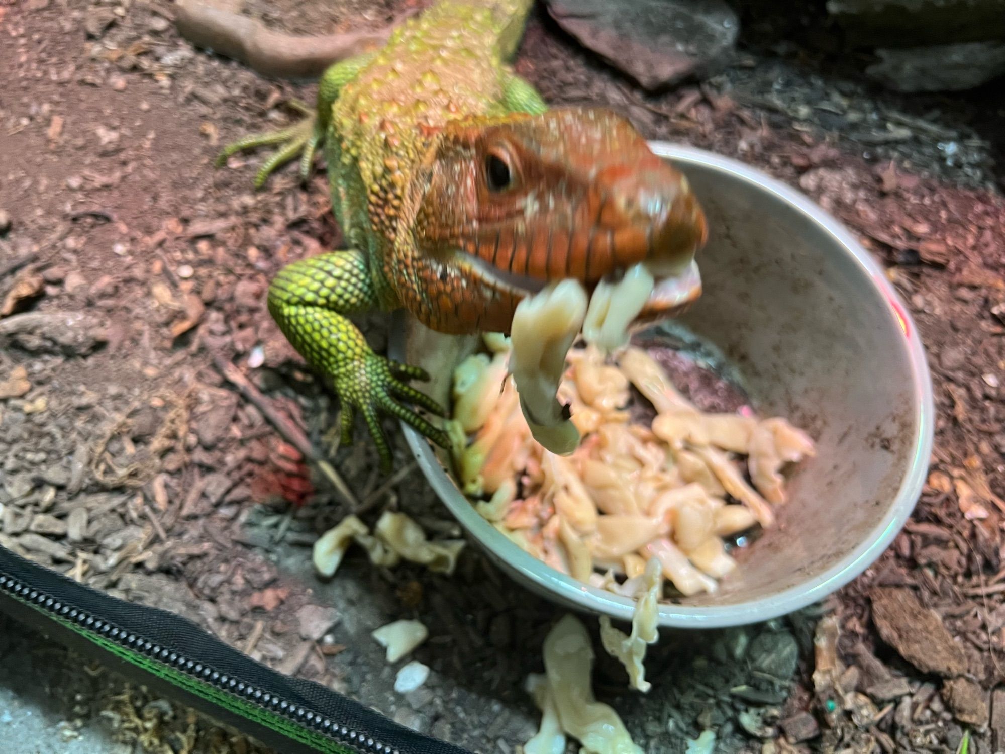 Caiman lizard eating clams from a bowl.