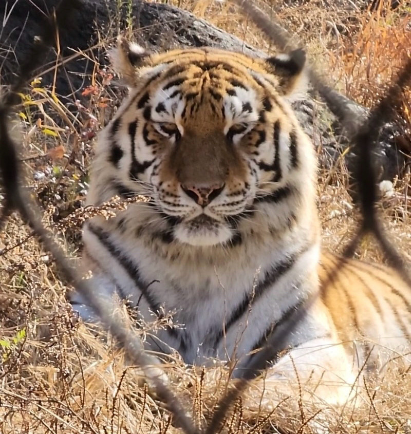 Image of a tiger staring at the camera