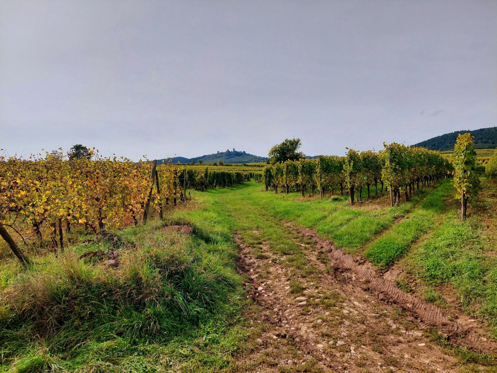 Auf dem ersten Bild Rebberge und Hügel, auf allen weiteren Eguisheim.