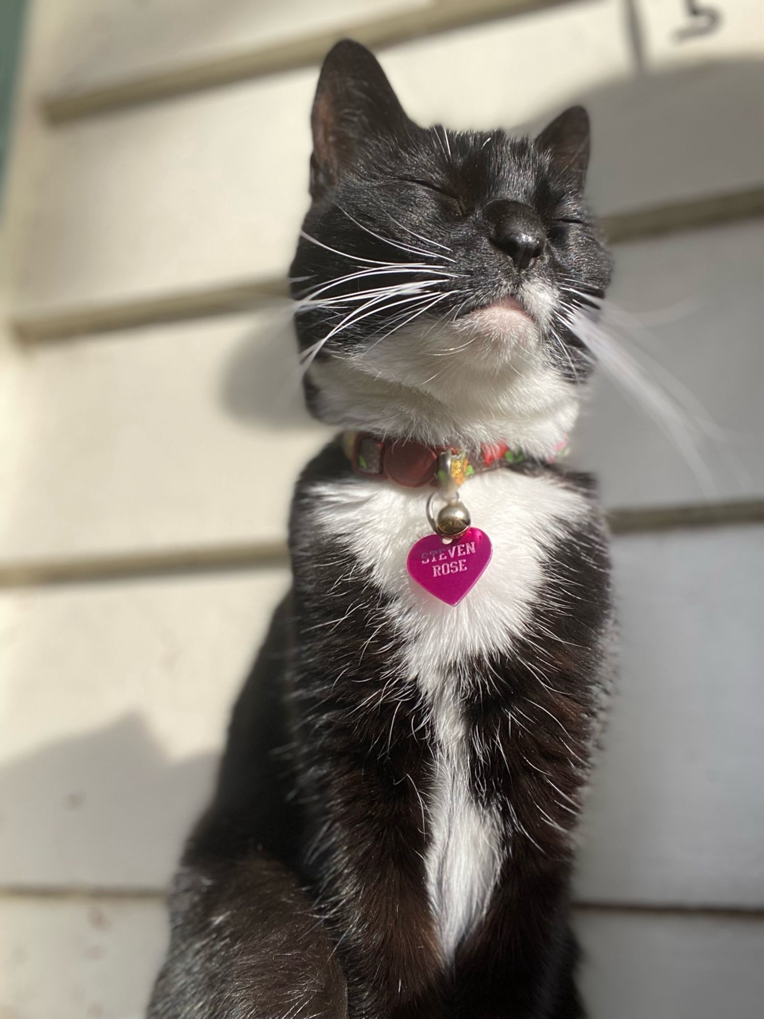 Black and white cat enjoying the sun